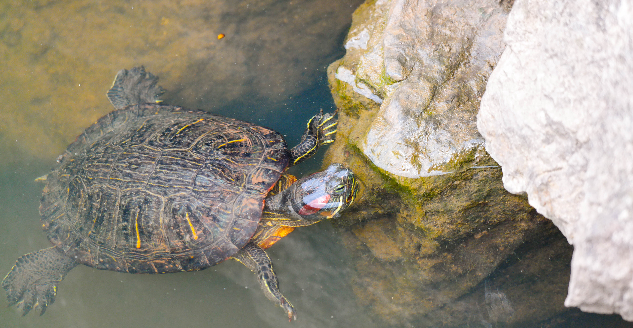 Samsung NX30 + NX 50-200mm F4-5.6 sample photo. Swimming turtle photography