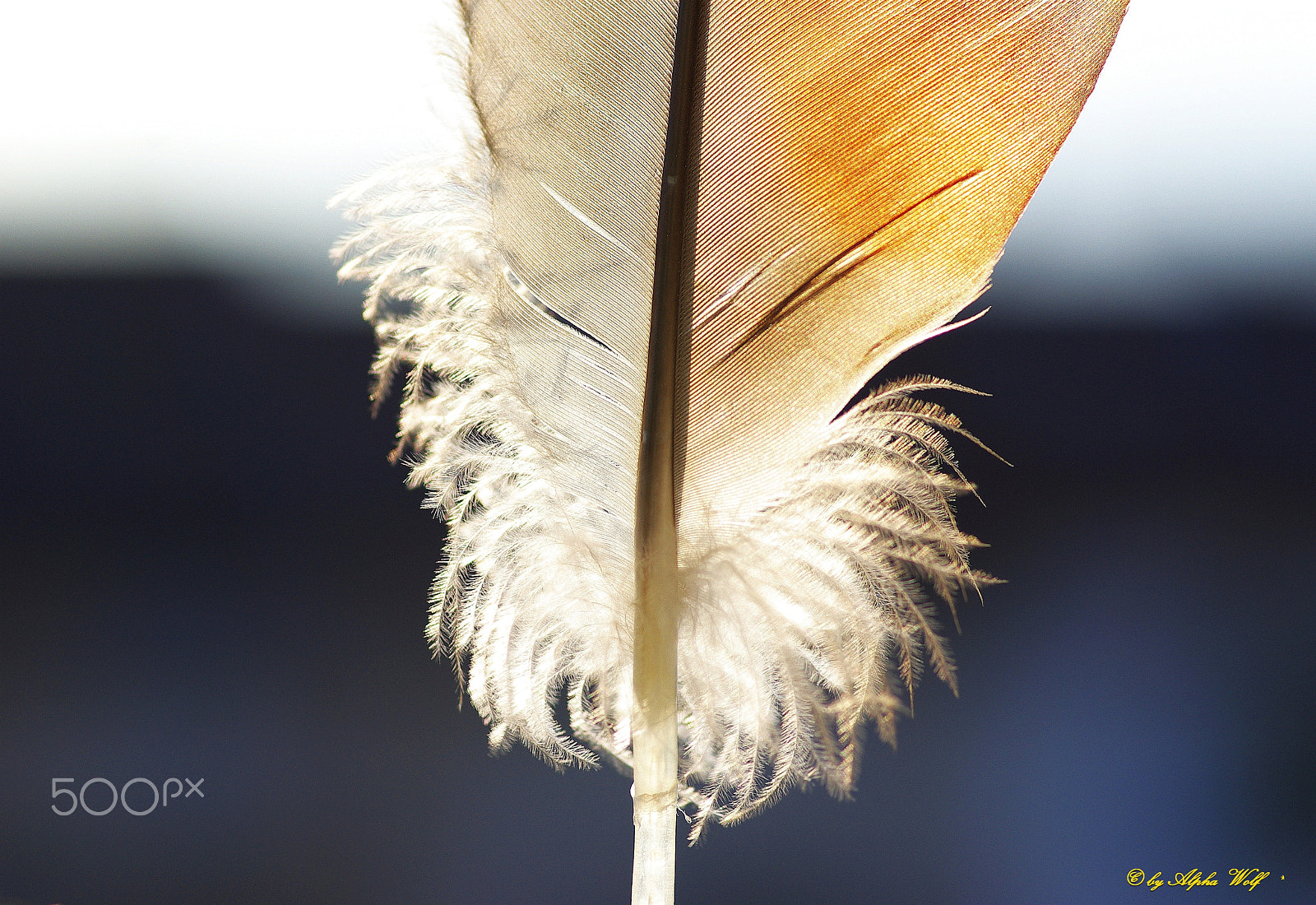 Pentax K10D sample photo. Feather photography