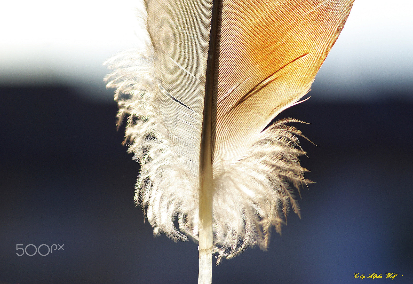 Pentax K10D + Pentax smc D-FA 100mm F2.8 Macro WR sample photo. Feather photography