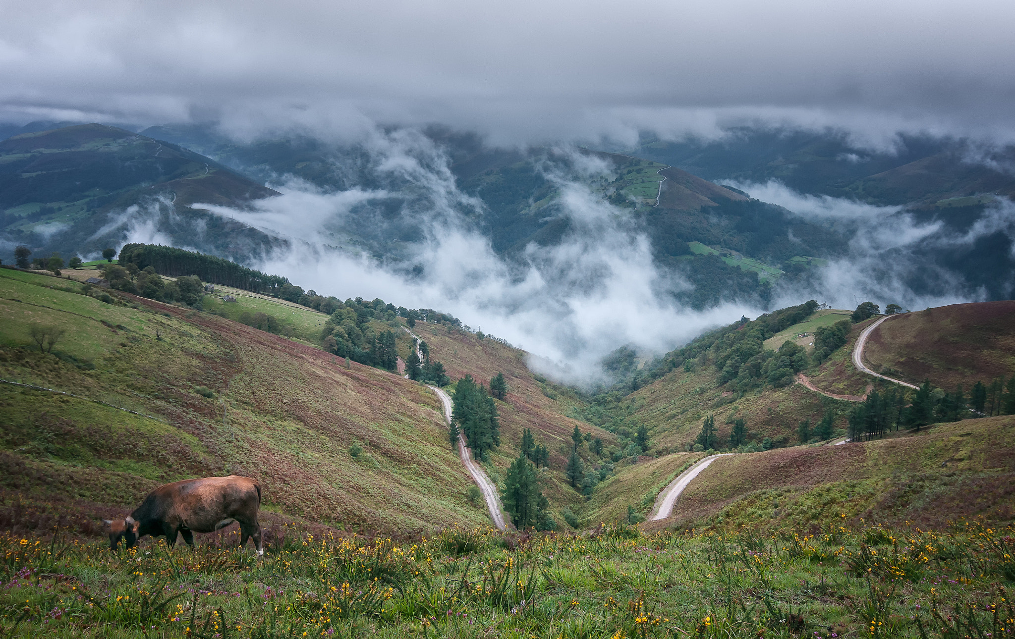 Nikon D300S sample photo. Paradise fog. photography