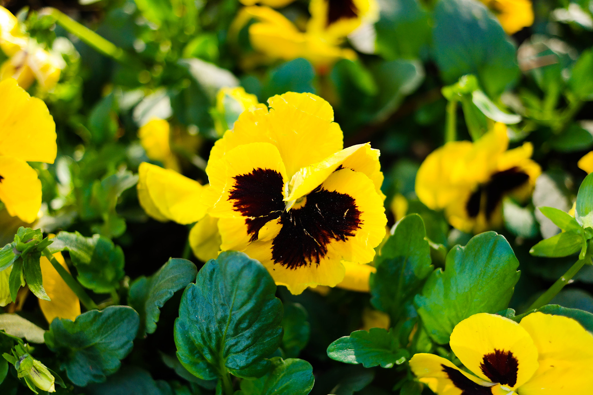 NX 30mm F2 sample photo. Yellow viola photography