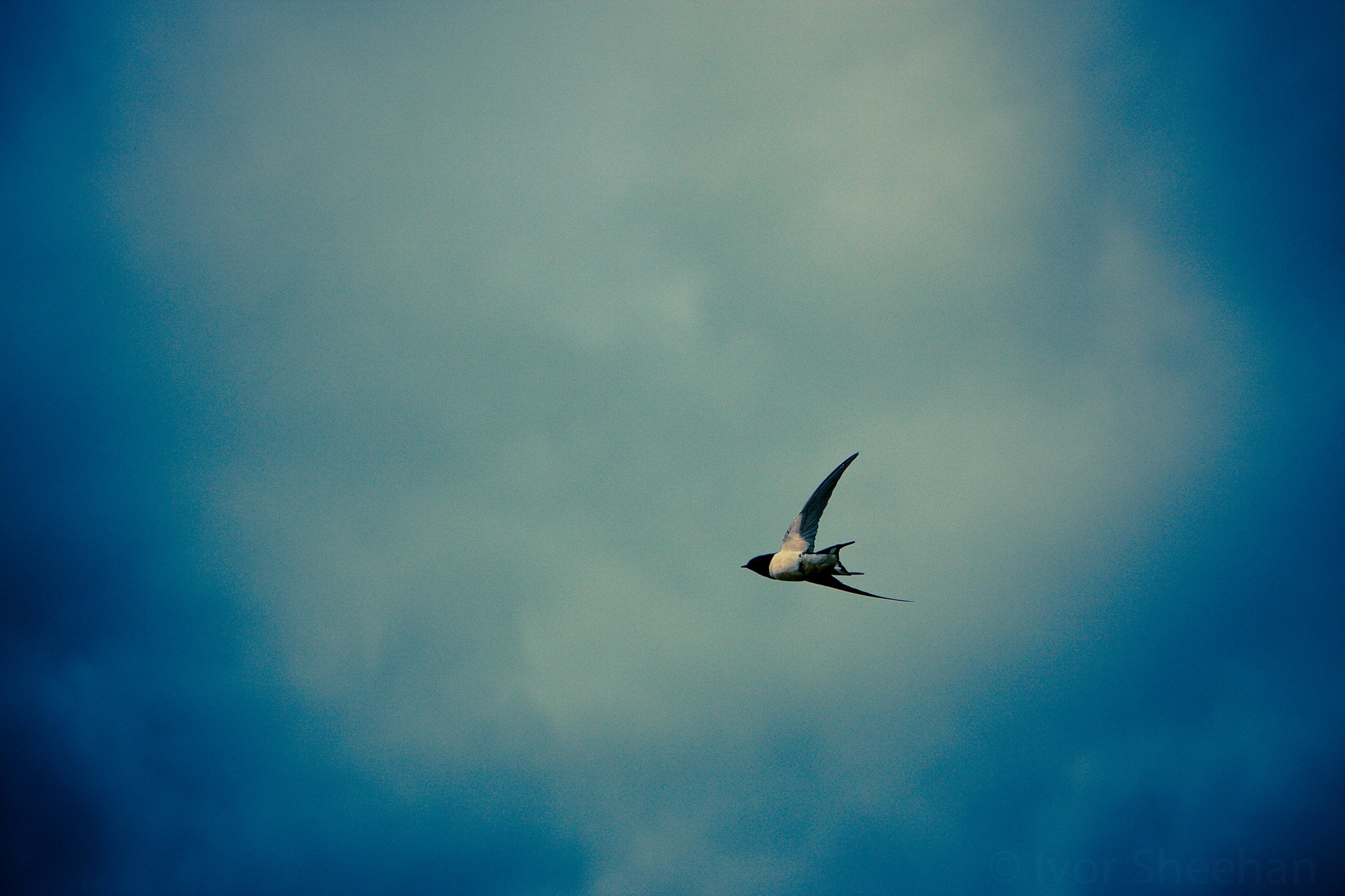 Canon EF 70-200mm F2.8L IS USM sample photo. Swallow photography