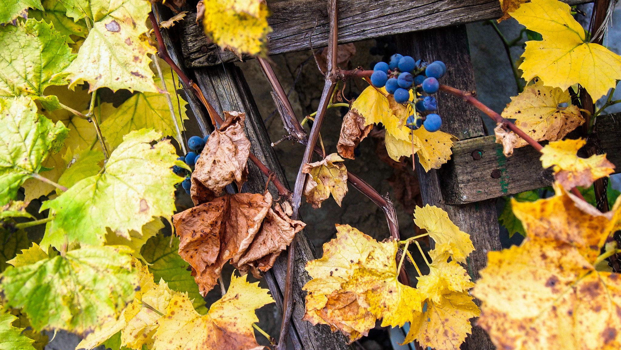 Olympus M.Zuiko Digital 14-42mm F3.5-5.6 II R sample photo. My autumn... photography