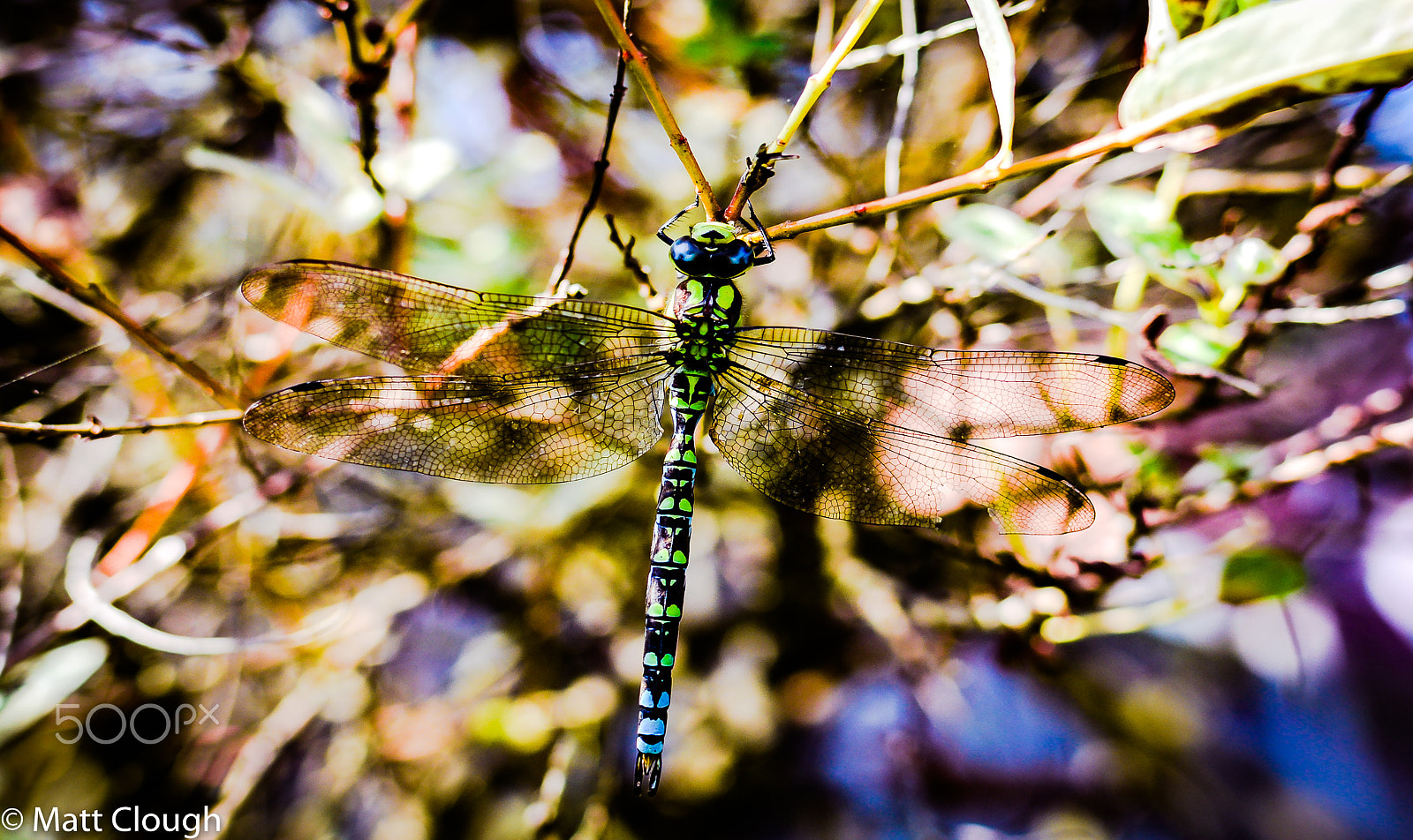 Nikon D800 + Nikon AF-S DX Nikkor 35mm F1.8G sample photo. Dragonfly photography