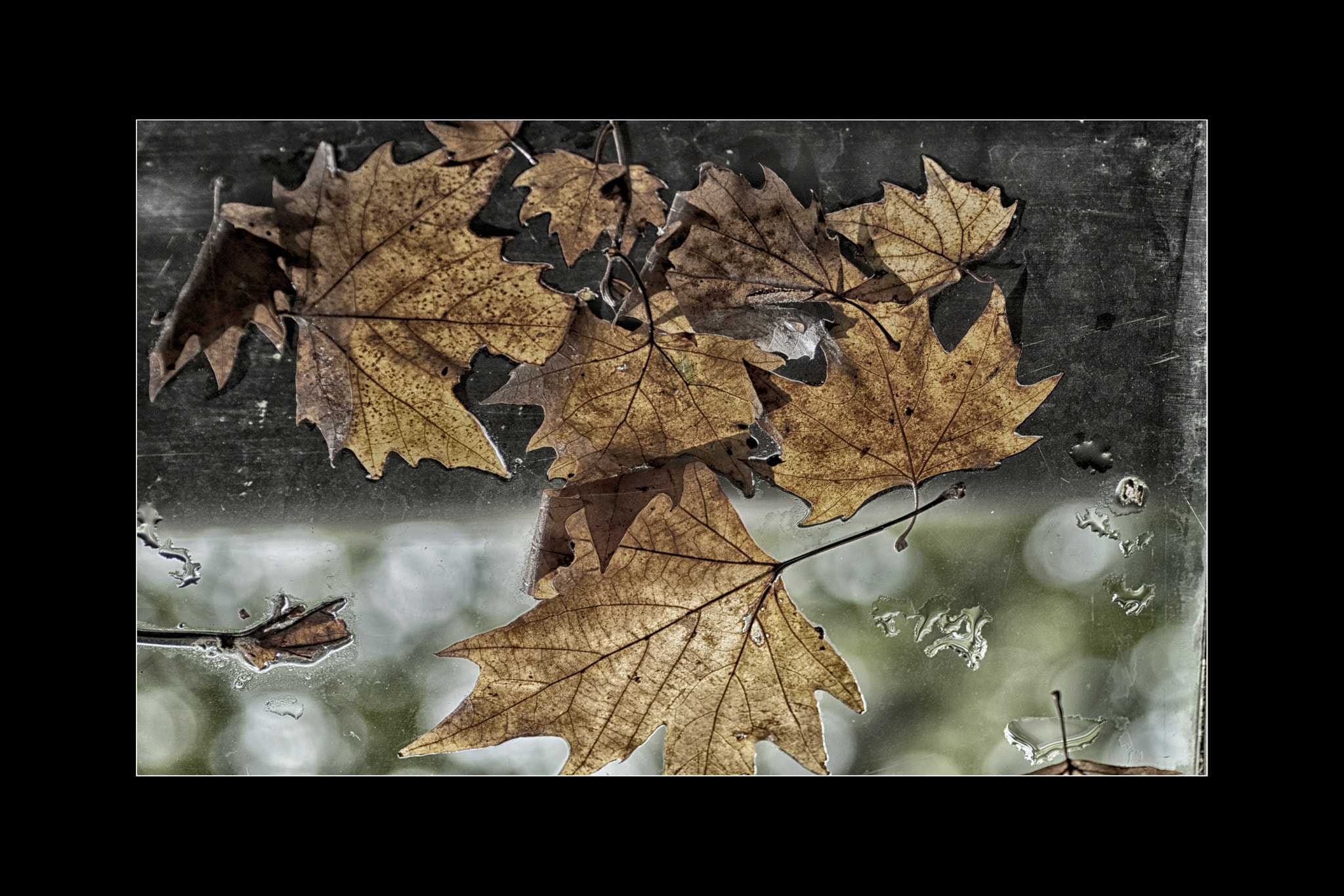 Nikon D5000 sample photo. Foglie photography