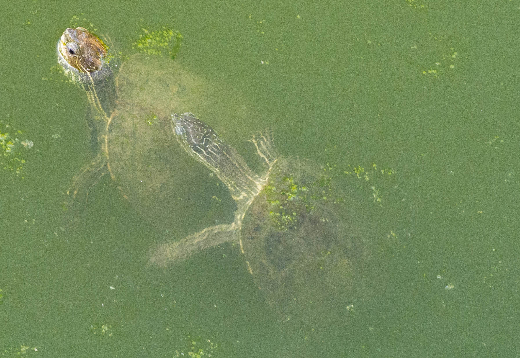 Nikon 1 Nikkor VR 30-110mm F3.8-5.6 sample photo. Double turtle photography