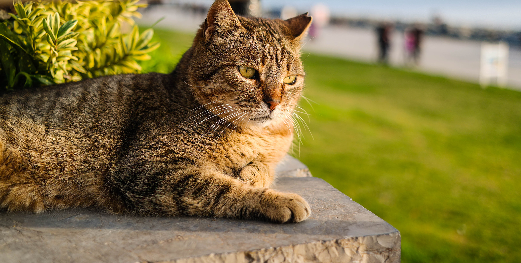 NX 30mm F2 sample photo. Thinking cat. photography