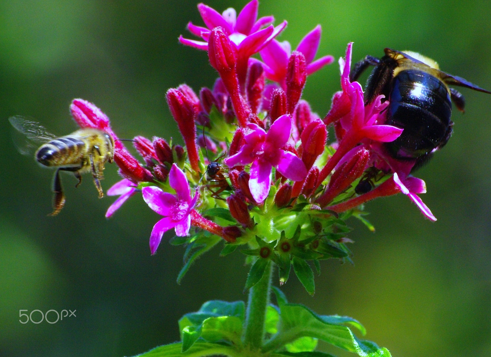 Pentax K20D + Pentax smc DA 50-200mm F4-5.6 ED sample photo. Three's company photography