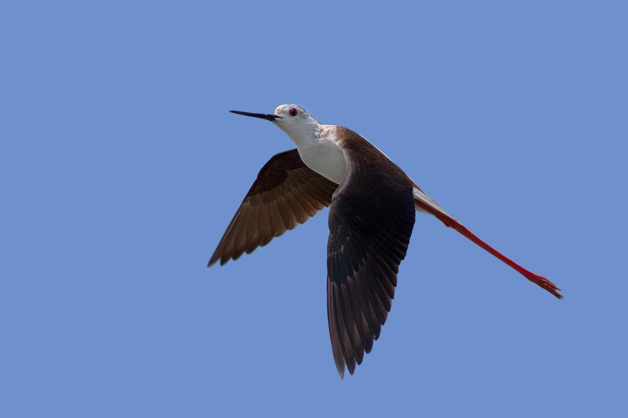 Canon EF 300mm f/2.8L sample photo. Stilt photography