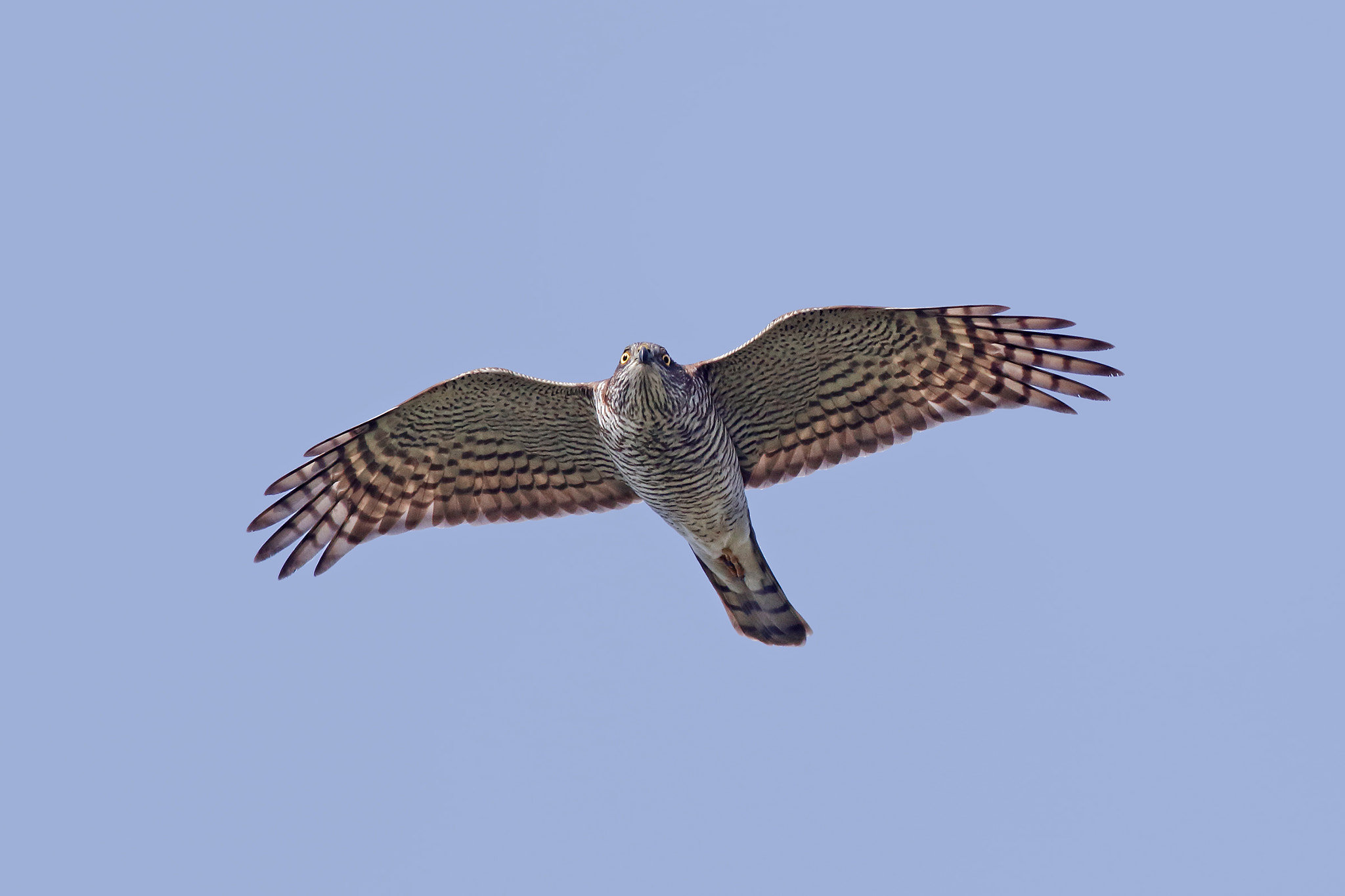 Canon EOS 7D Mark II + Canon EF 500mm f/4.5L sample photo. Sparrow hawk photography