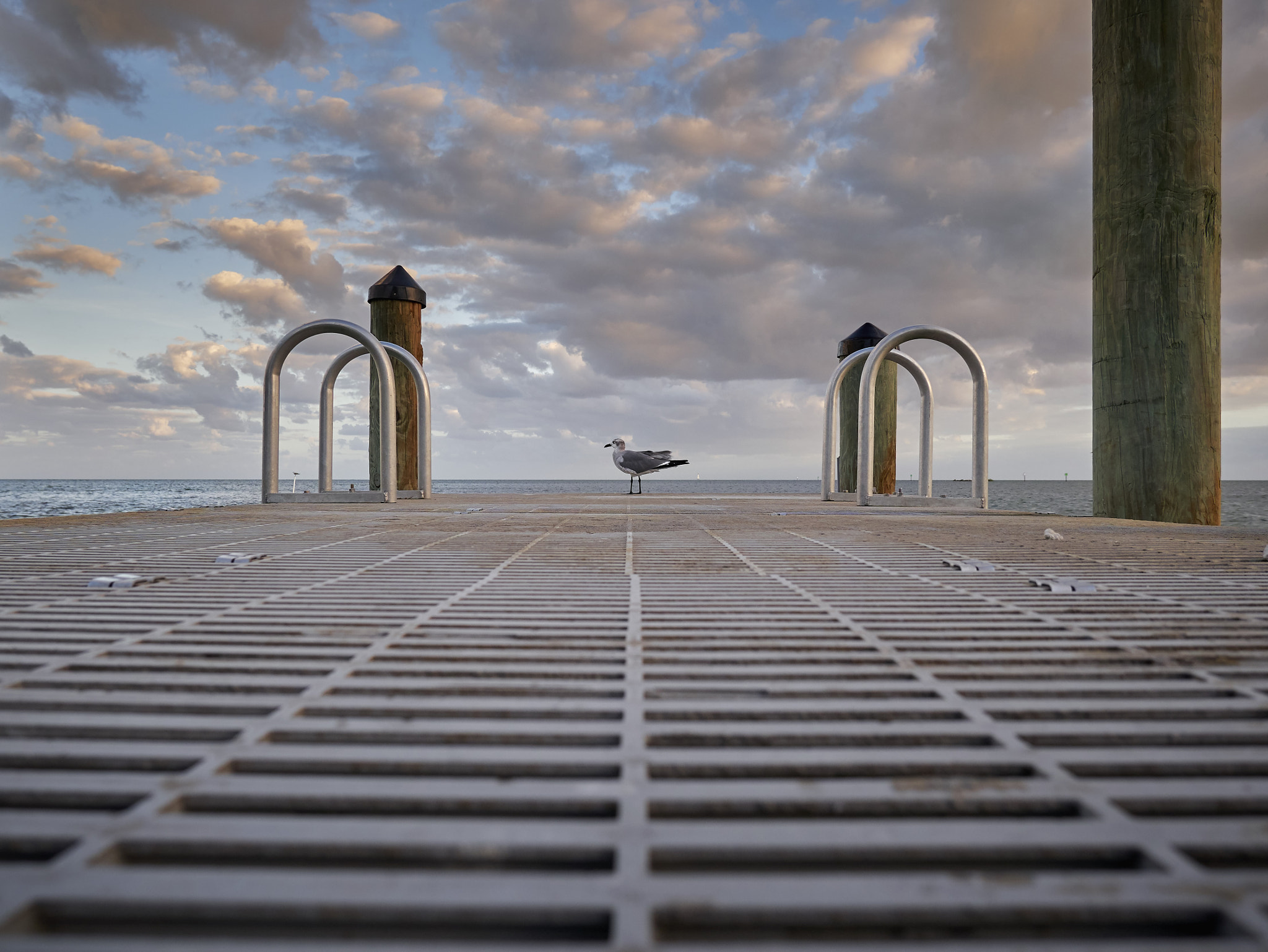 Panasonic Lumix DMC-GX85 (Lumix DMC-GX80 / Lumix DMC-GX7 Mark II) sample photo. Seagull waiting photography