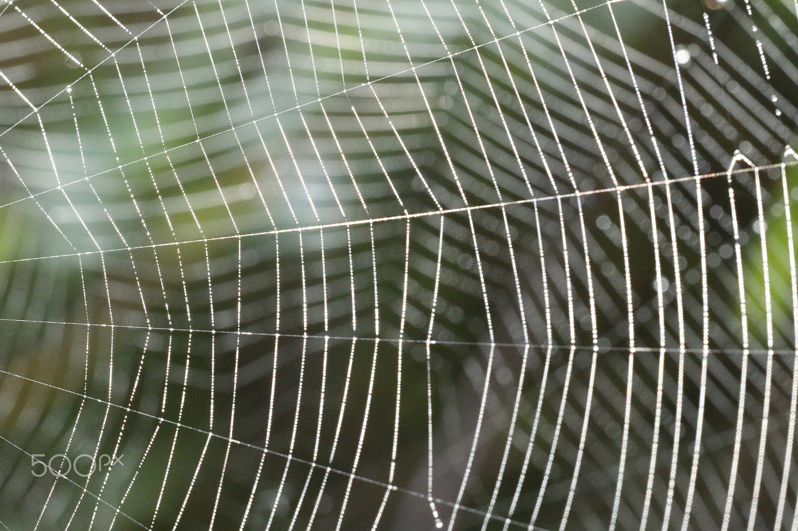 Sigma APO Macro 180mm F2.8 EX DG OS HSM sample photo. 2 spiderwebs with dewdrops photography