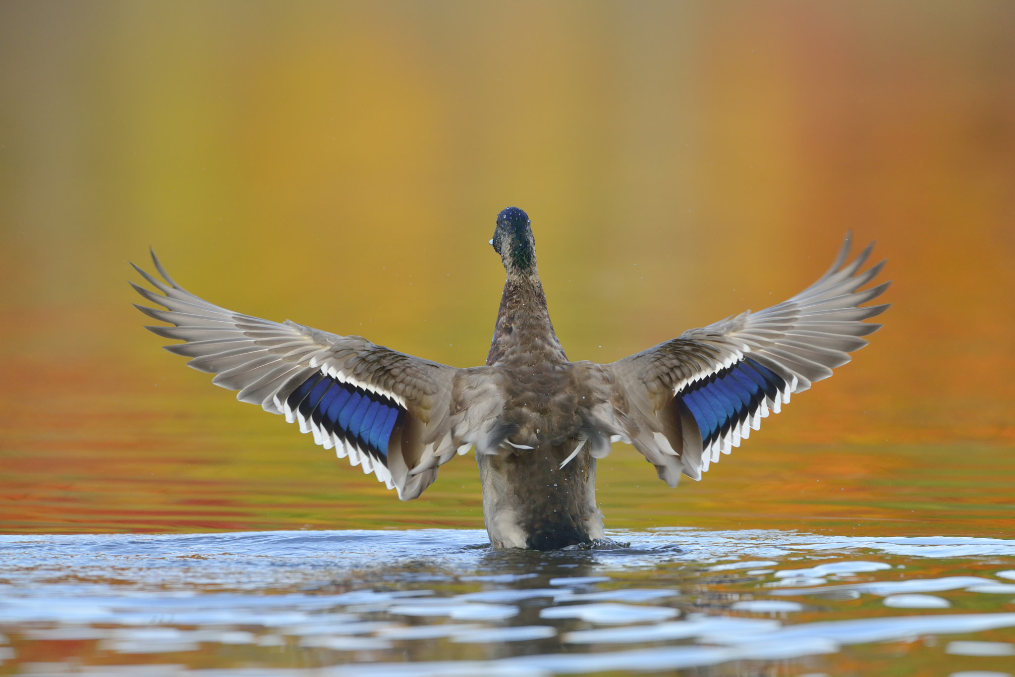 Nikon AF-S Nikkor 500mm F4D ED-IF II sample photo. Mallard photography