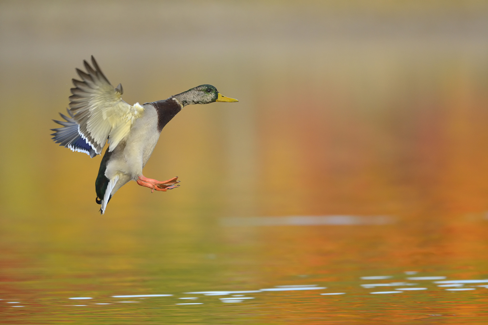 Nikon AF-S Nikkor 500mm F4D ED-IF II sample photo. Mallard photography