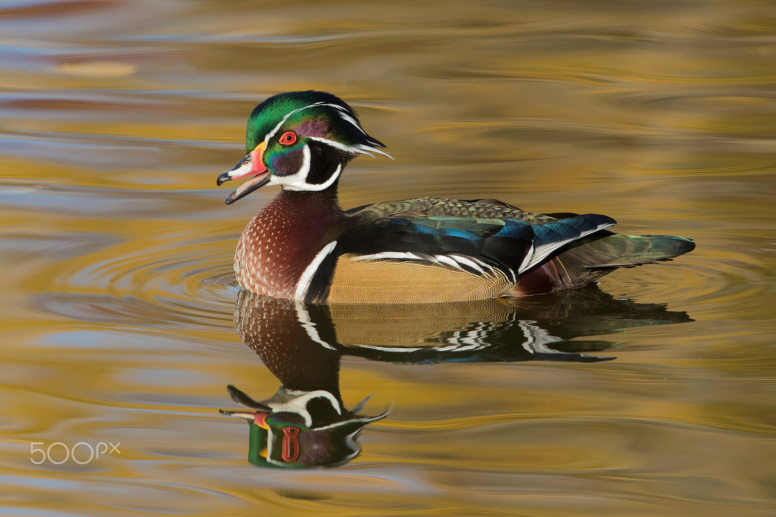 Canon EF 600mm F4L IS II USM sample photo. Young wood duck drake photography