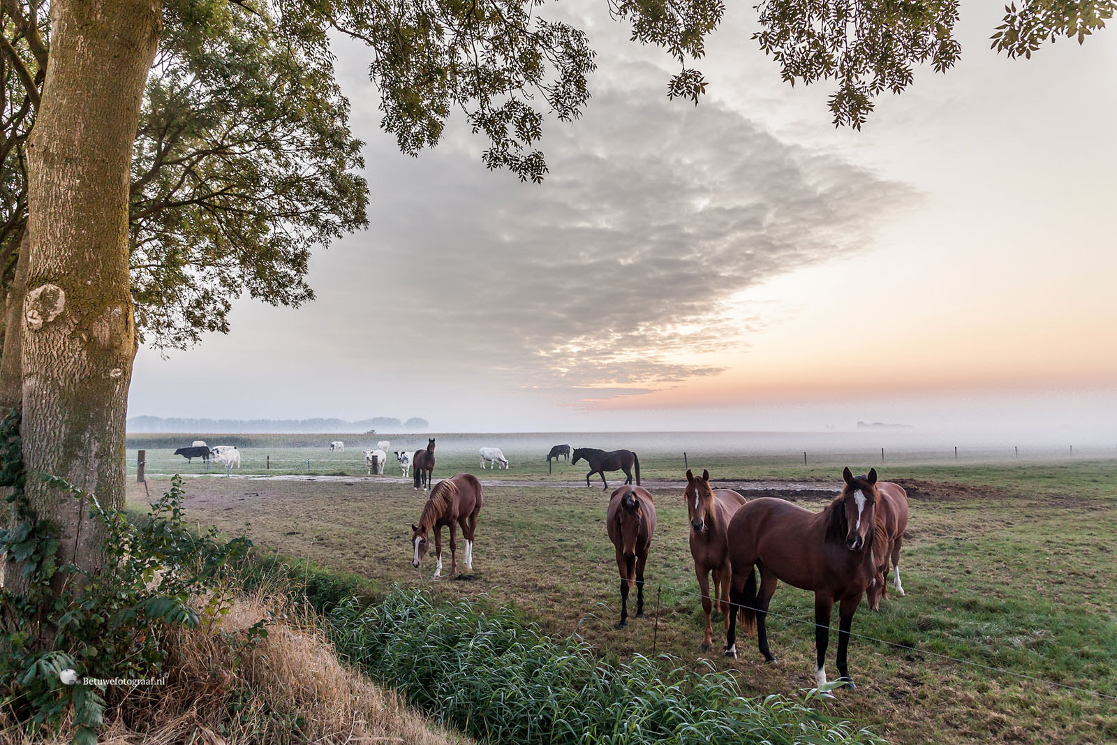Canon EOS 5D Mark II + Sigma 24-105mm f/4 DG OS HSM | A sample photo. Horses in the morning mist photography