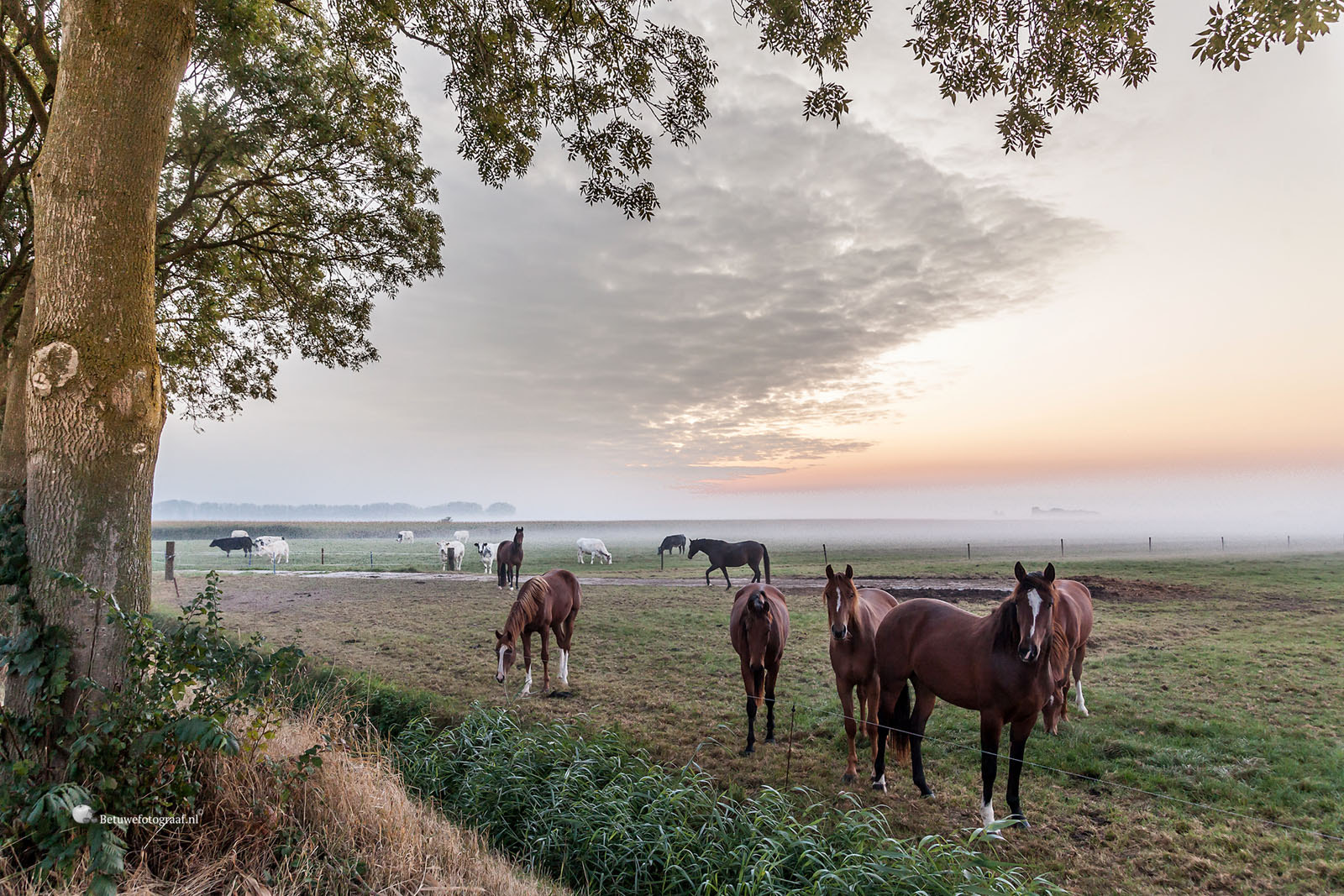 Sigma 24-105mm f/4 DG OS HSM | A sample photo. Horses in the morning mist photography