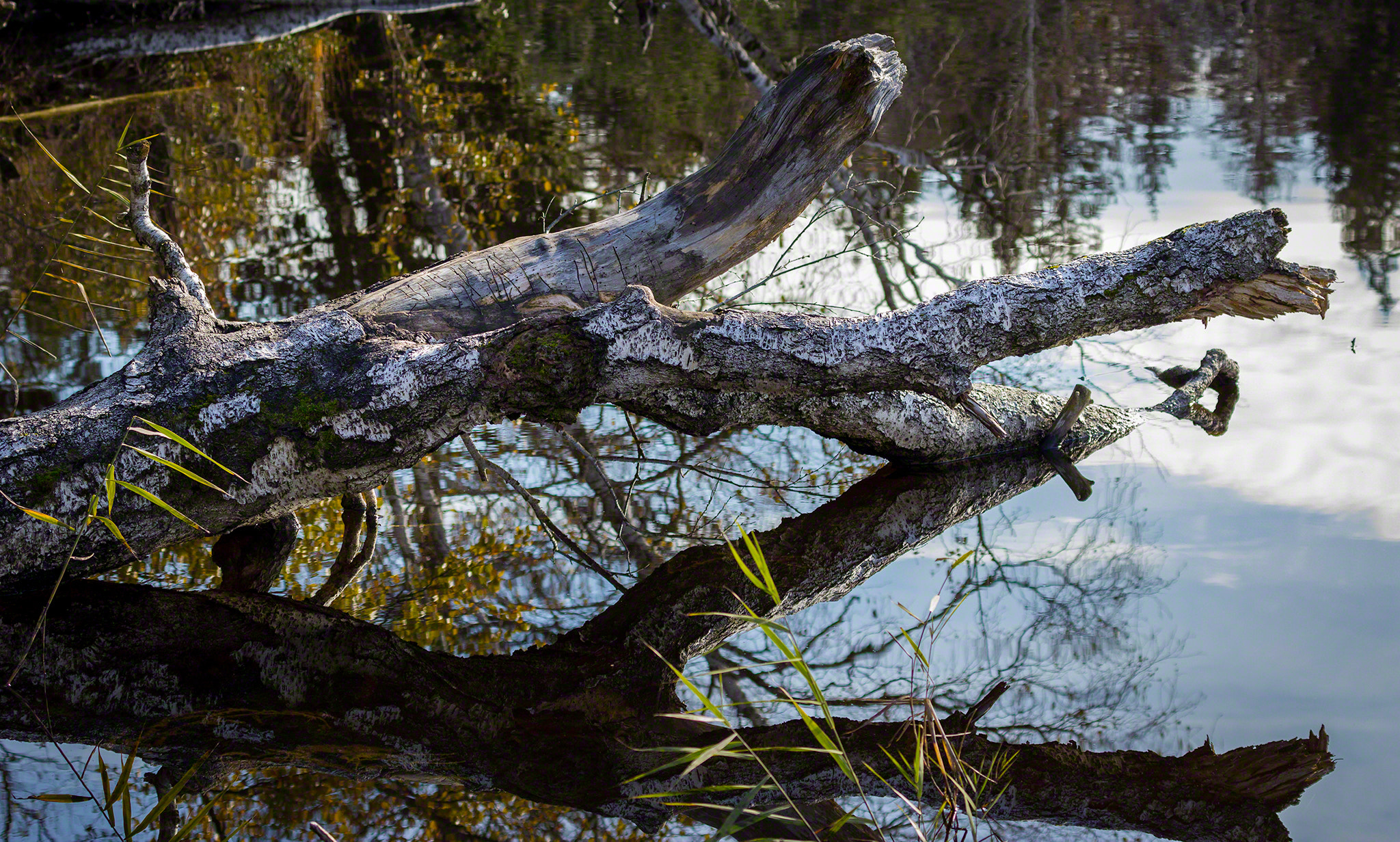 Canon EF 70-300mm F4-5.6L IS USM sample photo. Autumn iii photography