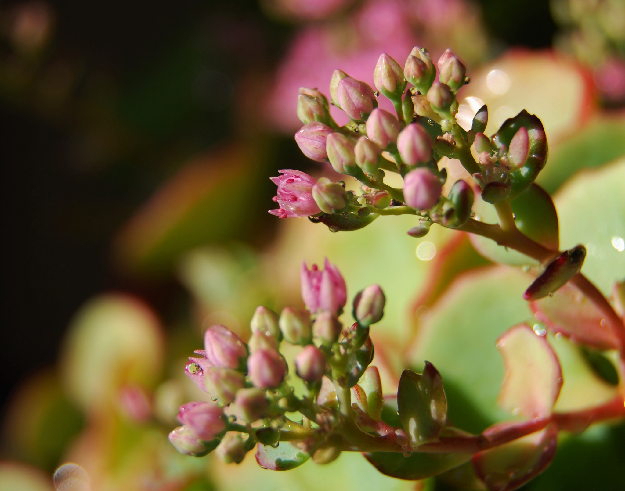 Nikon D60 sample photo. Last flowers: sedum in the autumn sun photography