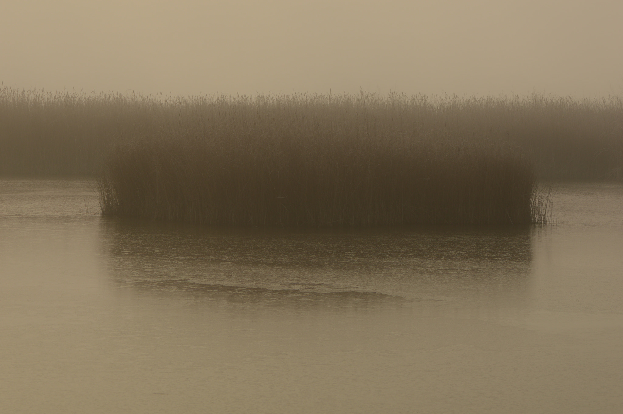 Nikon AF-S Micro-Nikkor 105mm F2.8G IF-ED VR sample photo. Niebla photography