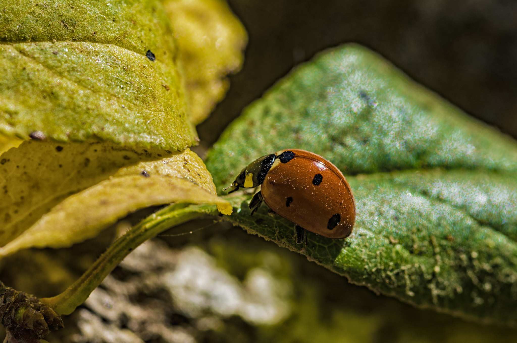 Nikon D7100 + Sigma 105mm F2.8 EX DG Macro sample photo. Fall photography