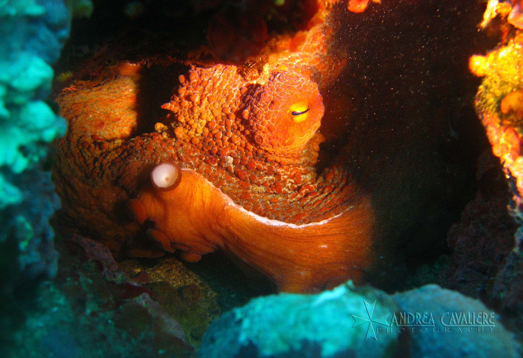 Canon POWERSHOT A650 IS sample photo. Octopus macropus photography