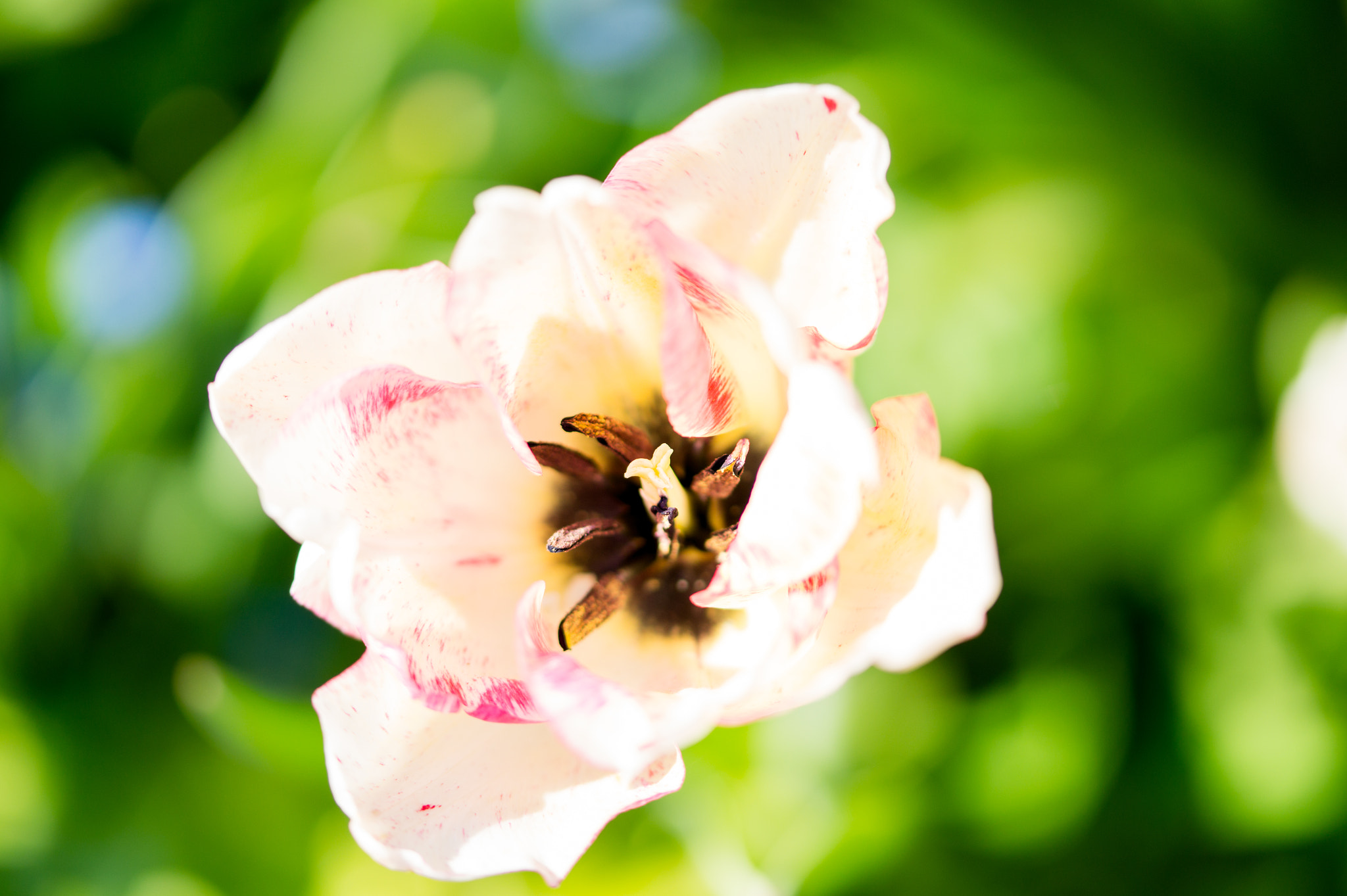 Sony SLT-A58 sample photo. Summer flower photography
