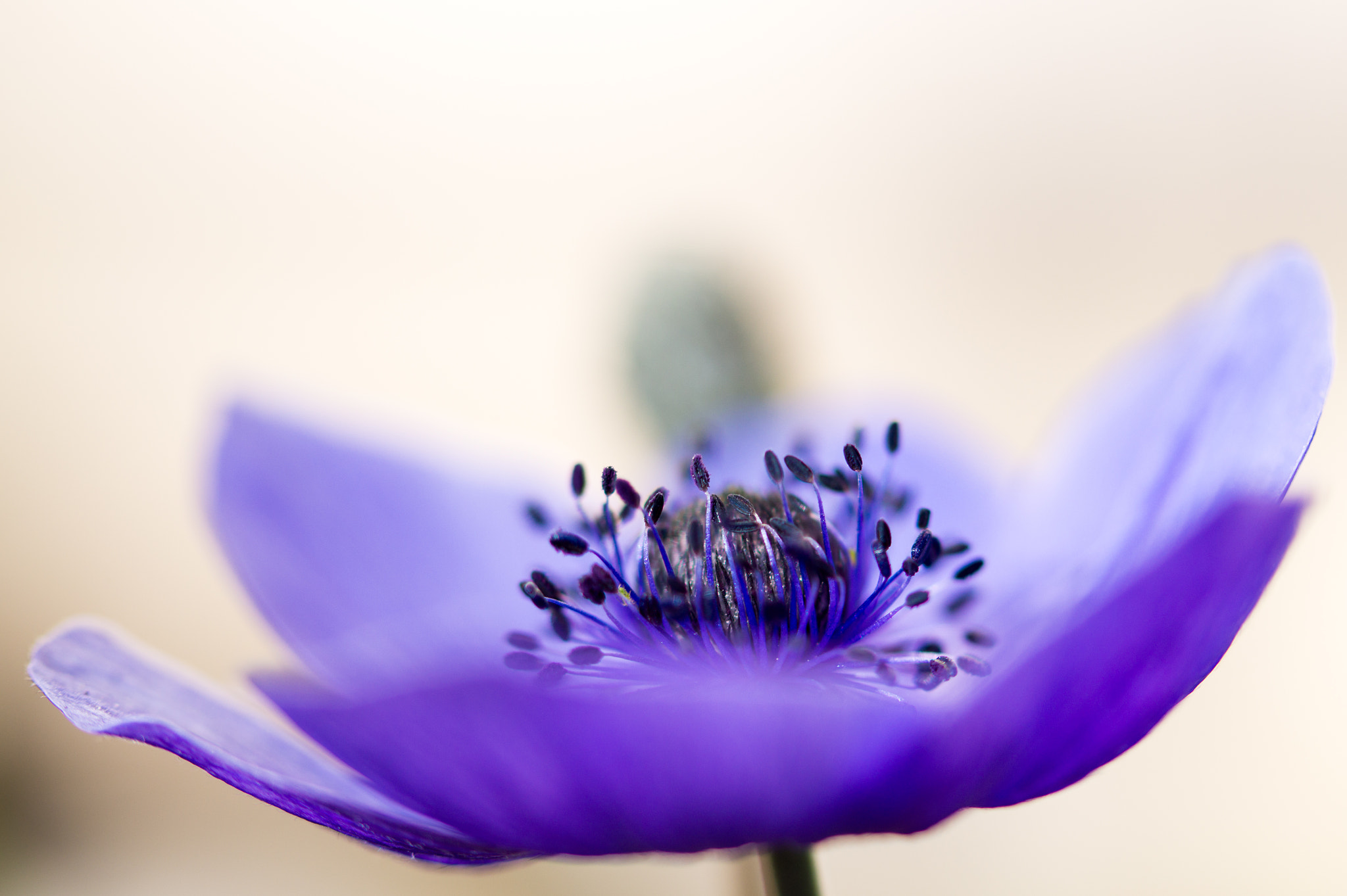 Sony SLT-A58 sample photo. Dreamy photography
