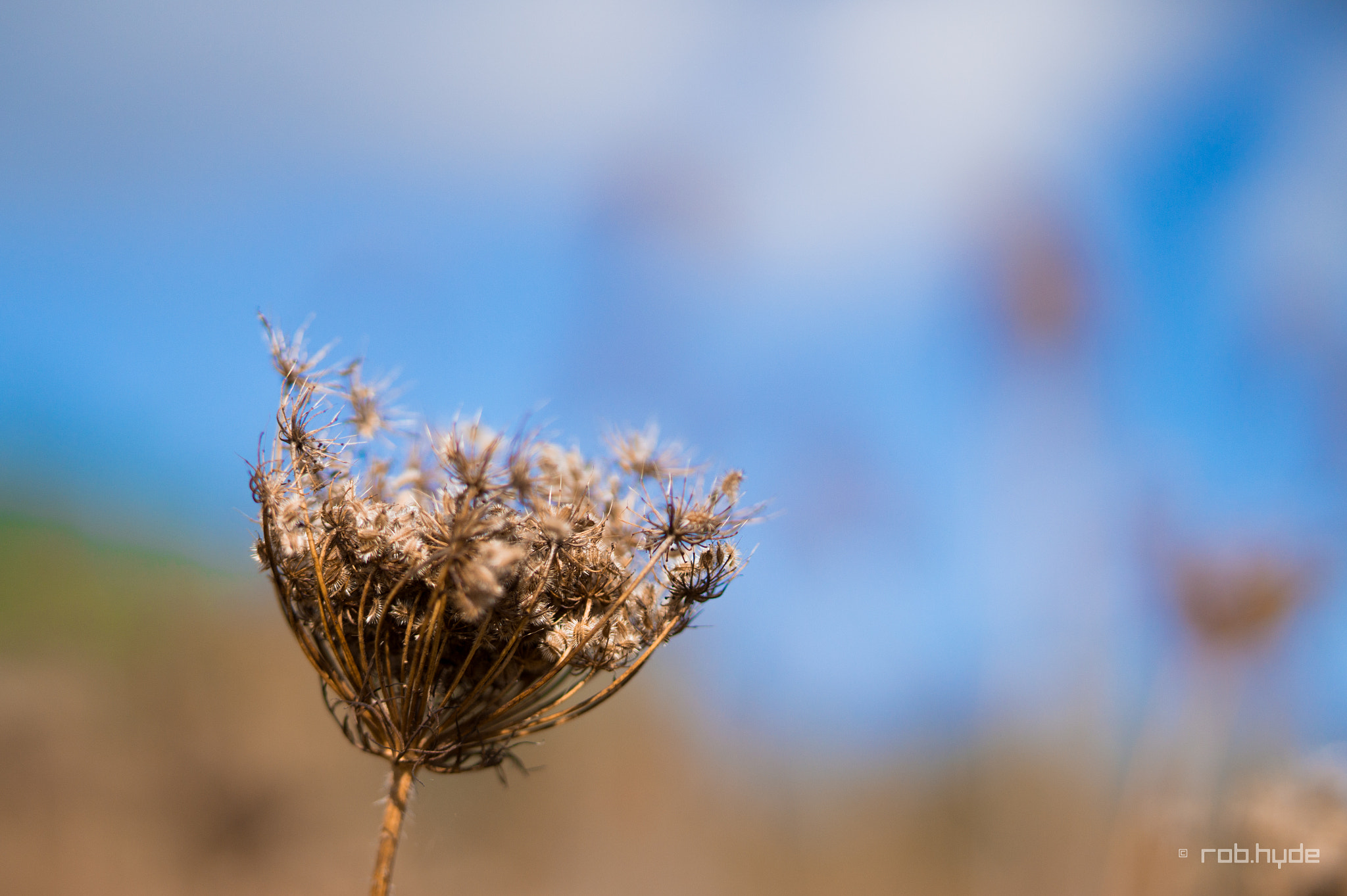 Sony SLT-A58 sample photo. Autumn vibe photography