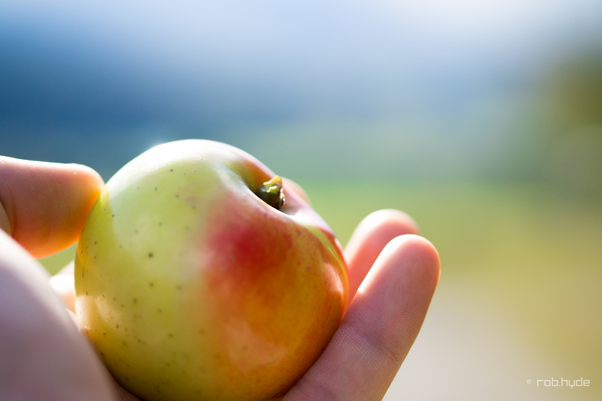 Sony SLT-A58 sample photo. Beauty of an apple photography