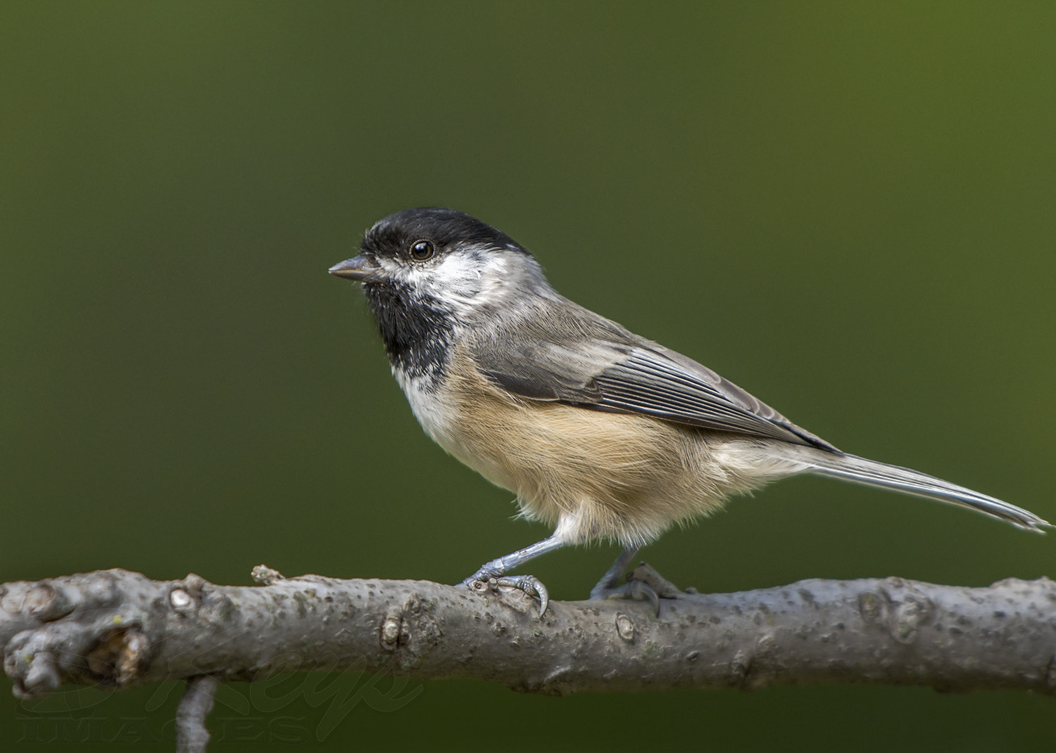 Nikon D7200 sample photo. Chickadee portrait photography