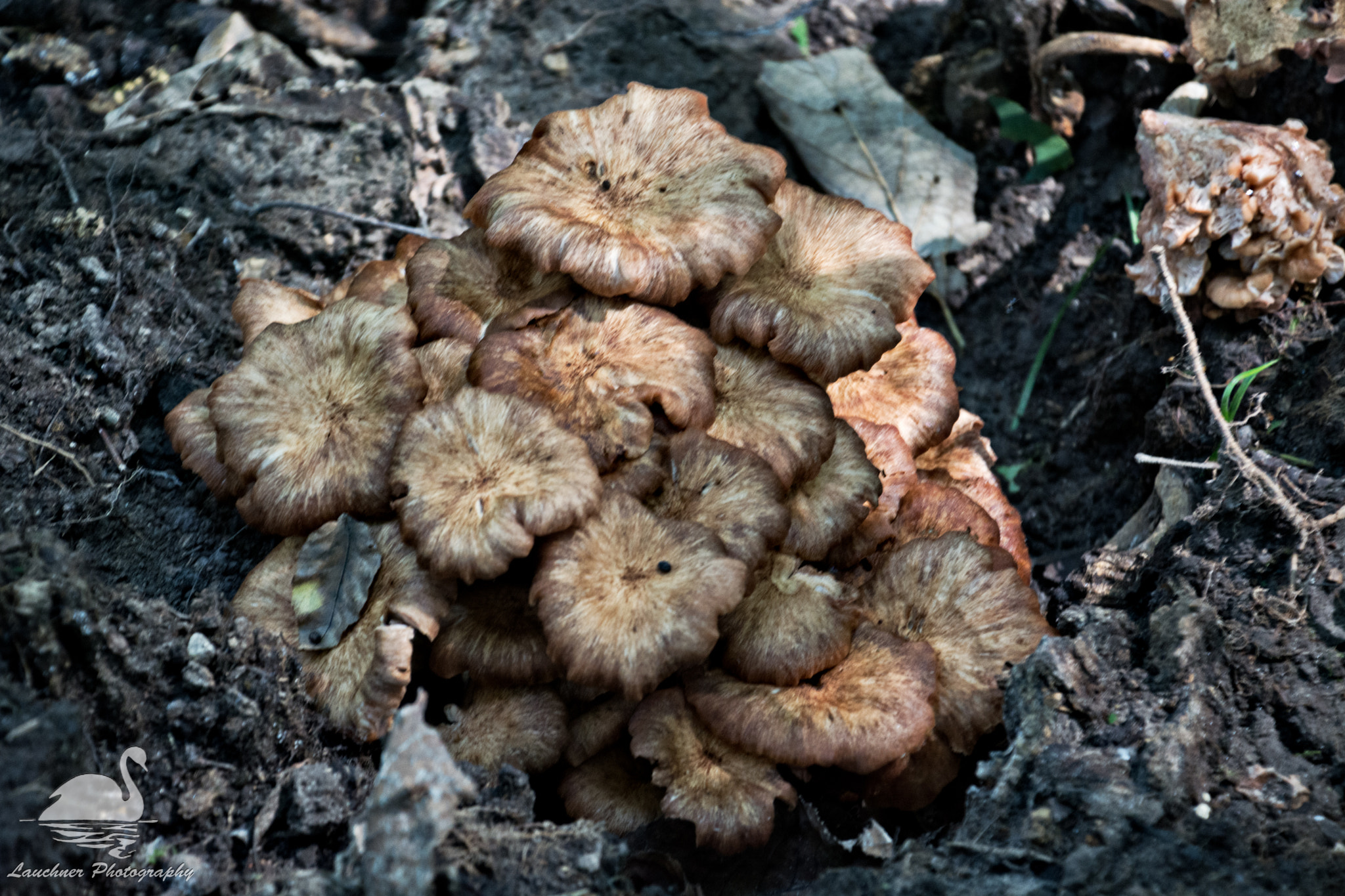 Nikon D5200 sample photo. Mushrooms in a pit photography