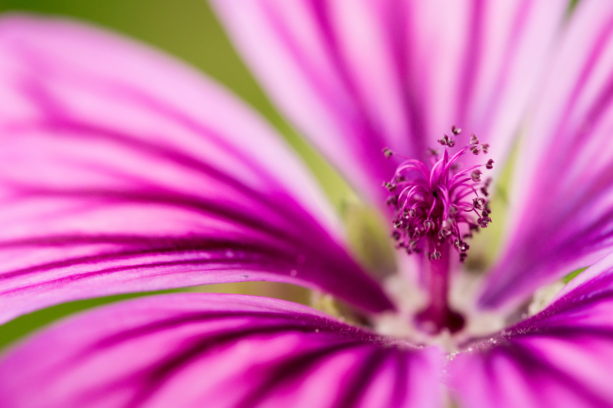 Sony SLT-A58 sample photo. Purple burst photography