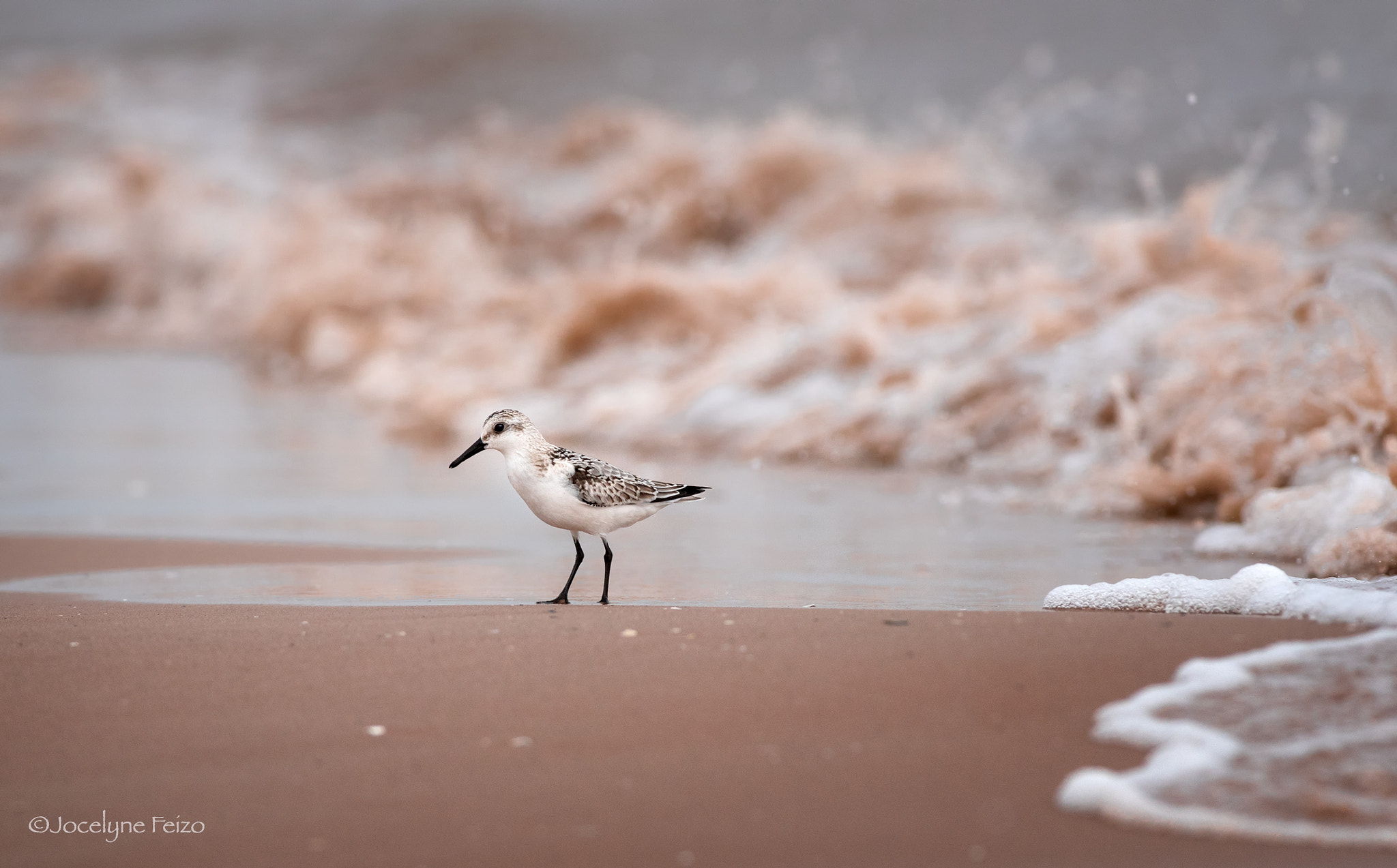 Nikon D750 + Nikon AF-S Nikkor 300mm F4D ED-IF sample photo. Sanderling photography