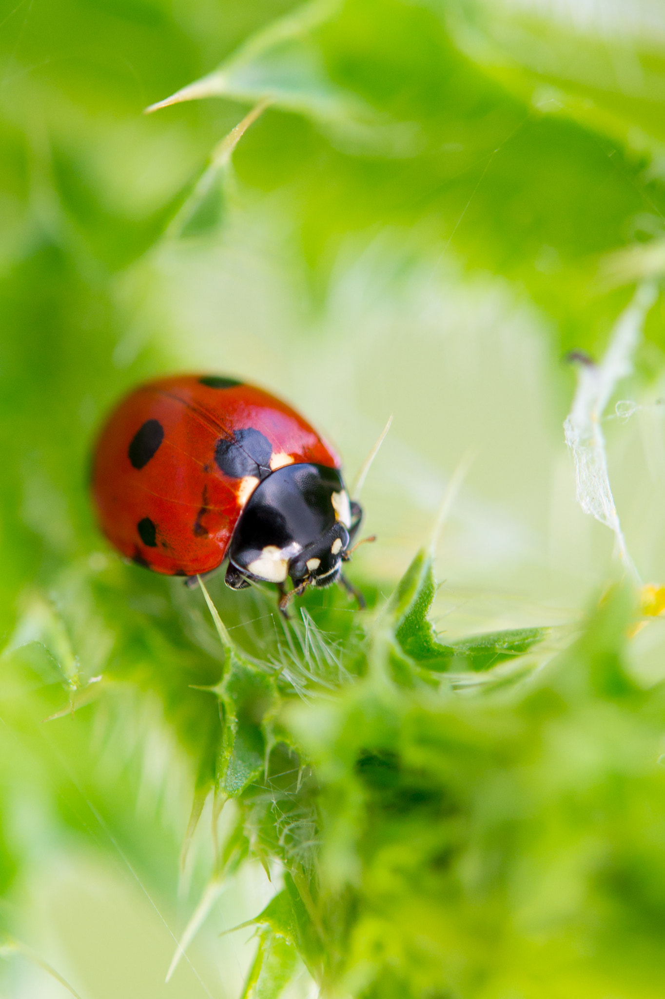 Sony SLT-A58 sample photo. Lady bug photography