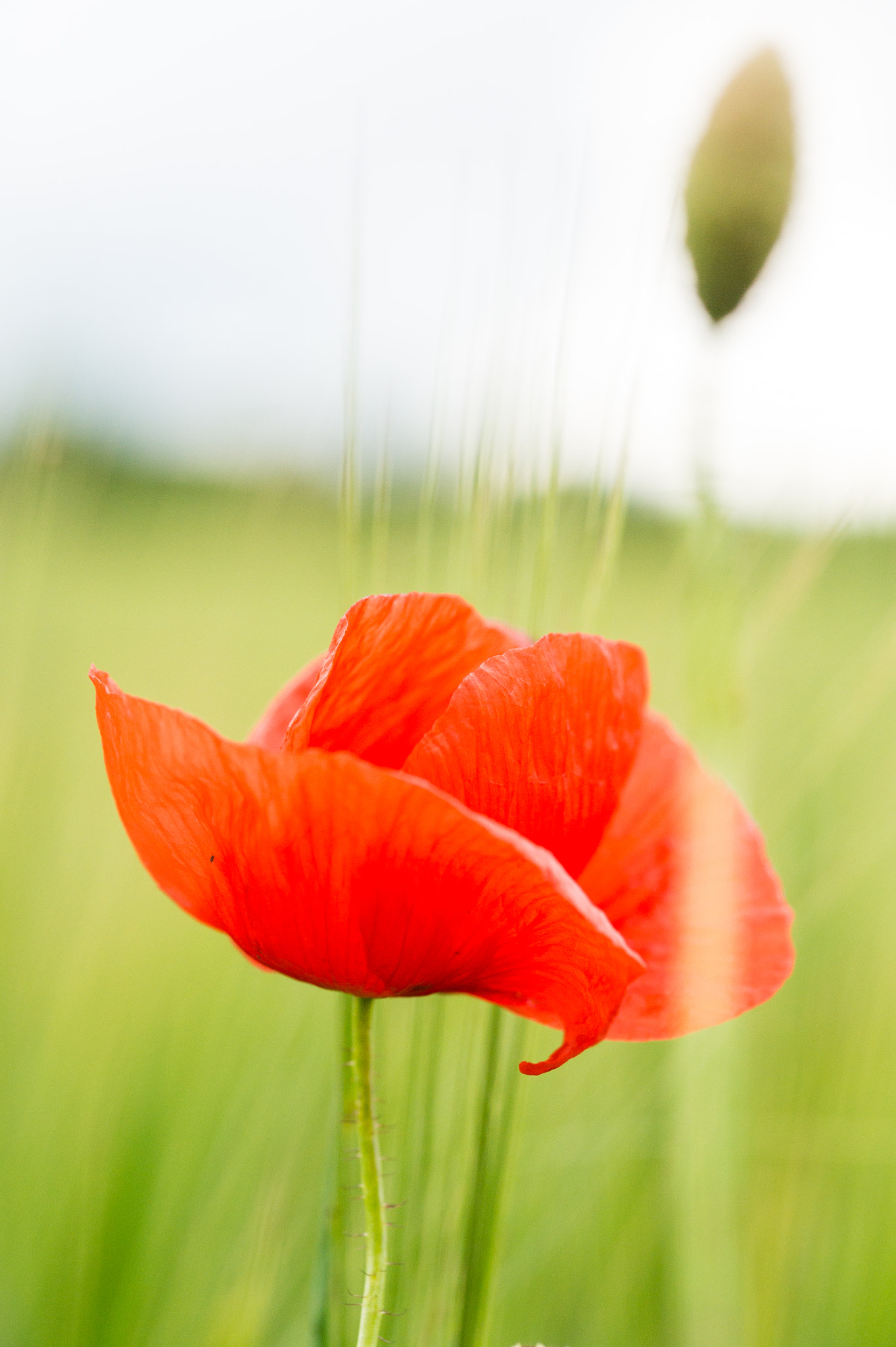 Sony SLT-A58 sample photo. Poppy field photography
