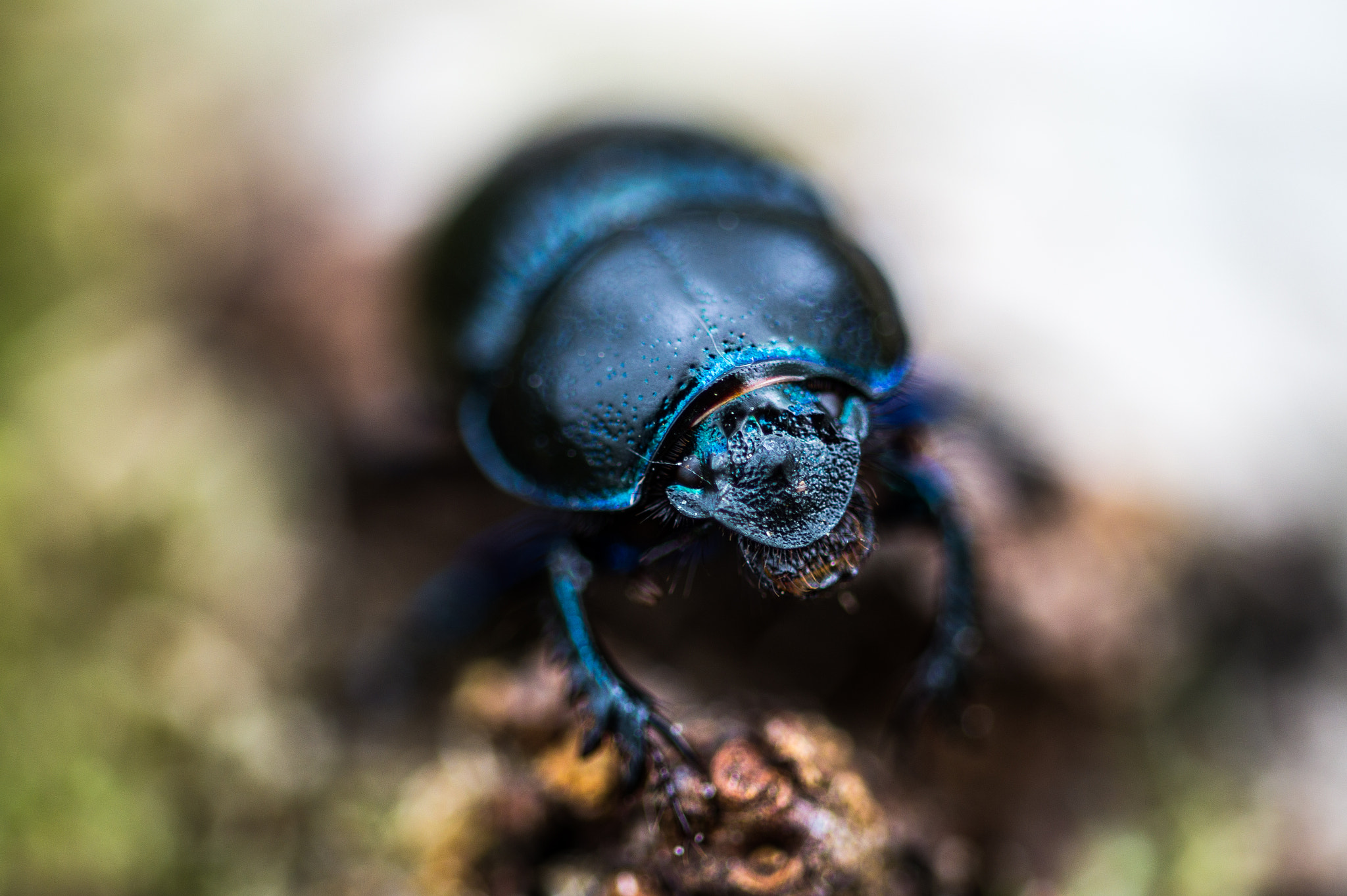Sony SLT-A58 sample photo. Bokeh bug photography
