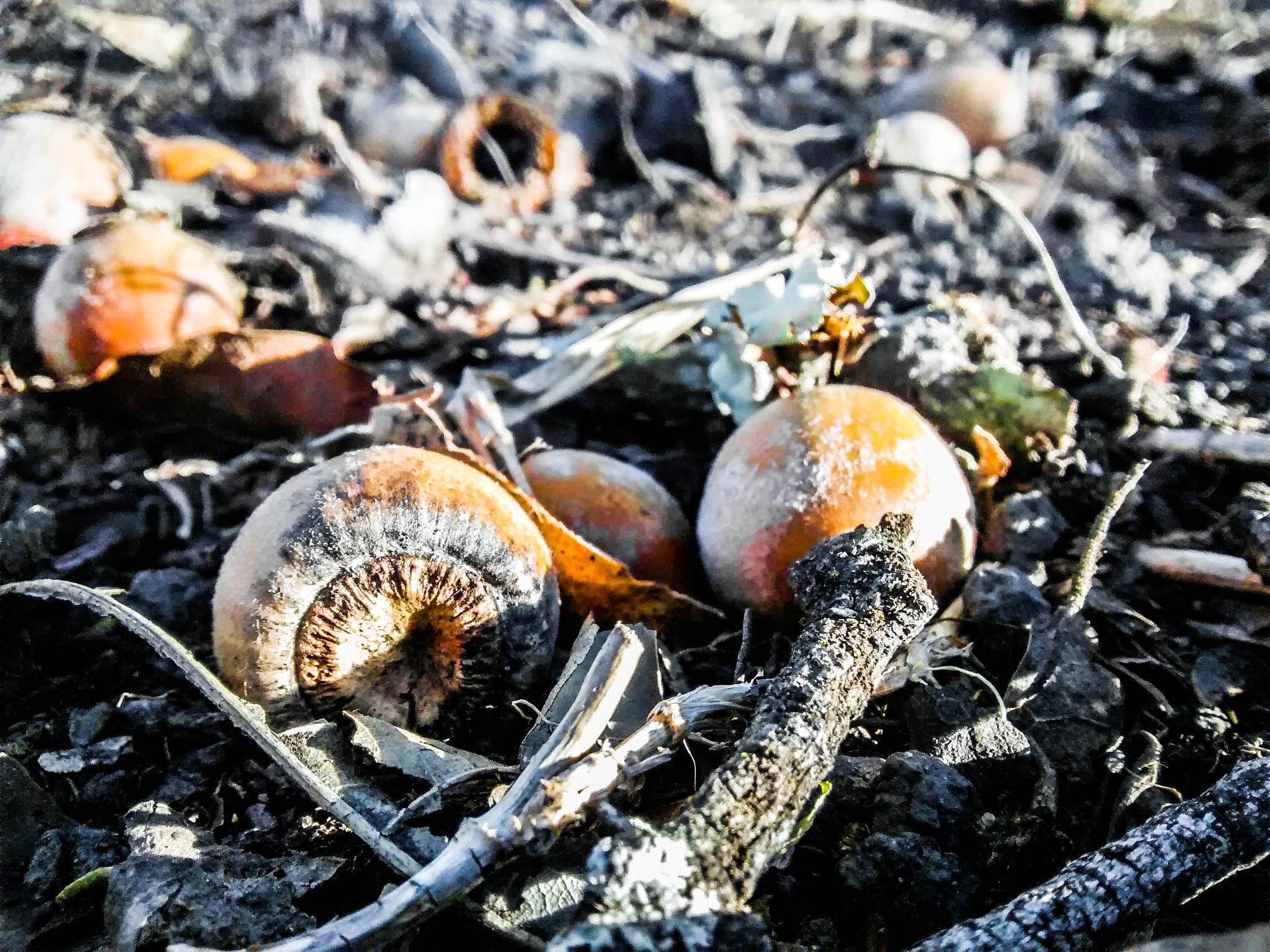 Motorola Moto G with 4G LTE (1st Gen) sample photo. Oak seeds photography