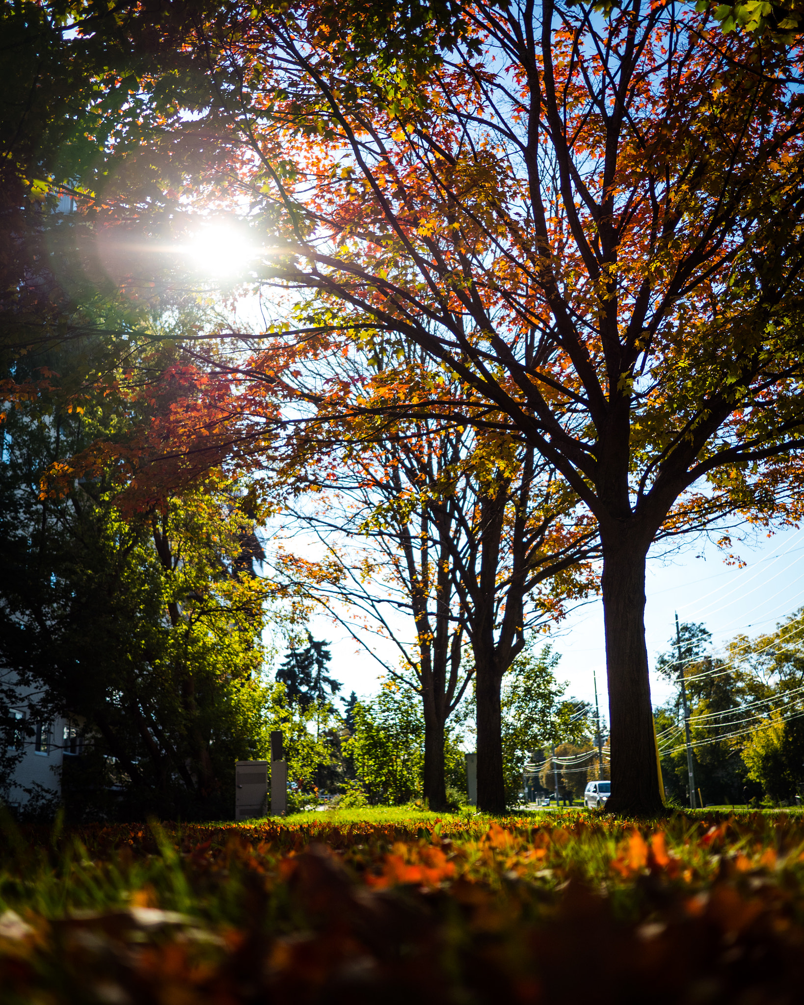 Olympus OM-D E-M5 II + LUMIX G 20/F1.7 II sample photo. Project 365, day two hundred and eighty-eight - fall afternoon colours photography