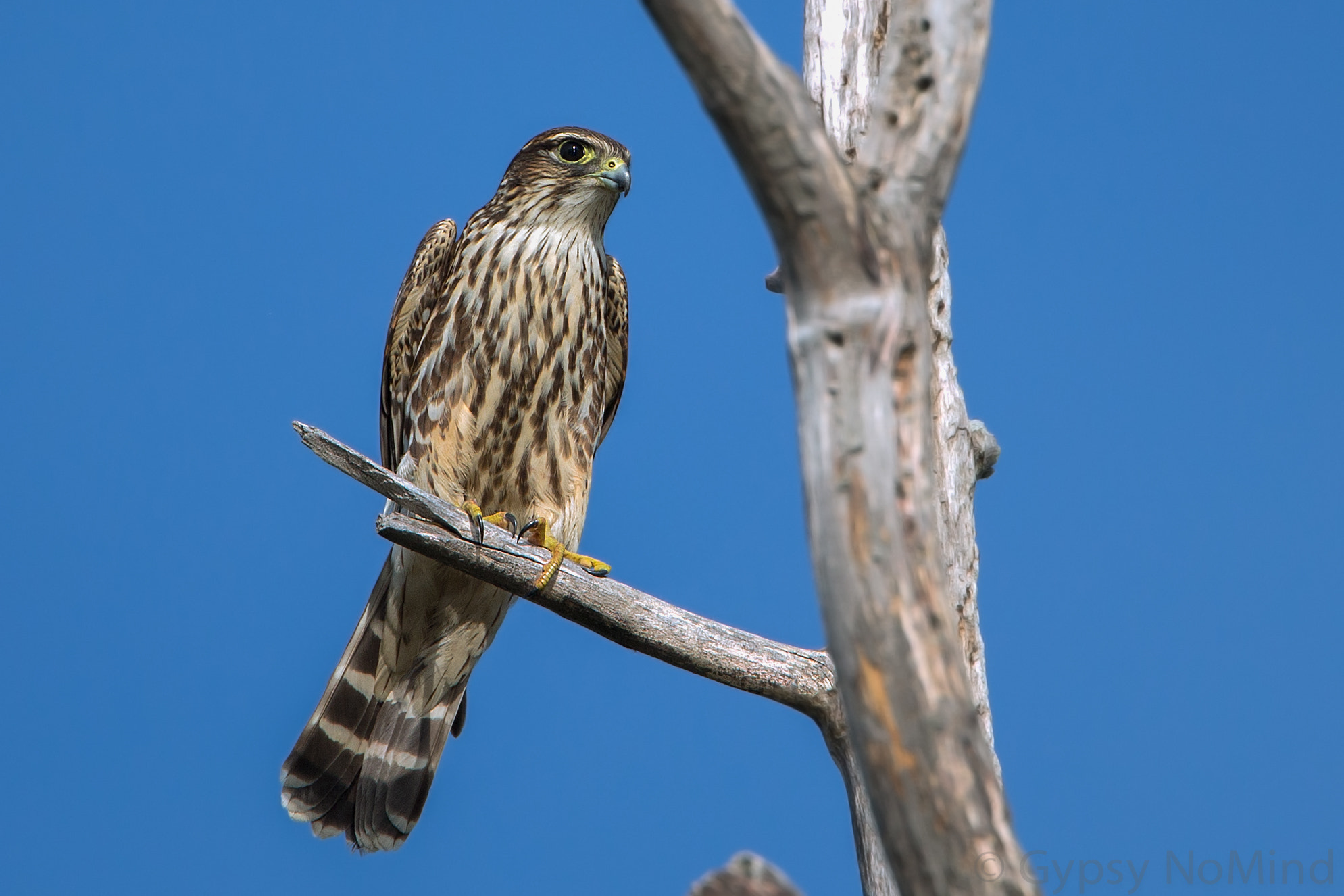 Canon EF 500mm F4L IS USM sample photo. Merlin photography