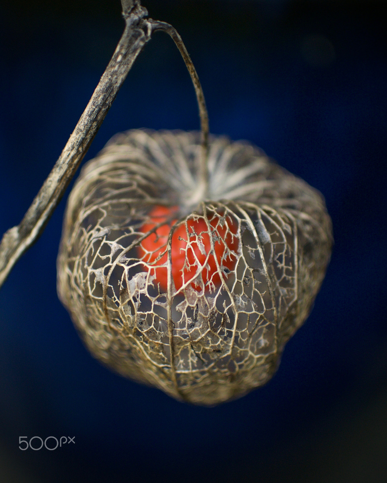 Nikon 1 J2 + Nikon 1 Nikkor 18.5mm F1.8 sample photo. Nature's filigree photography
