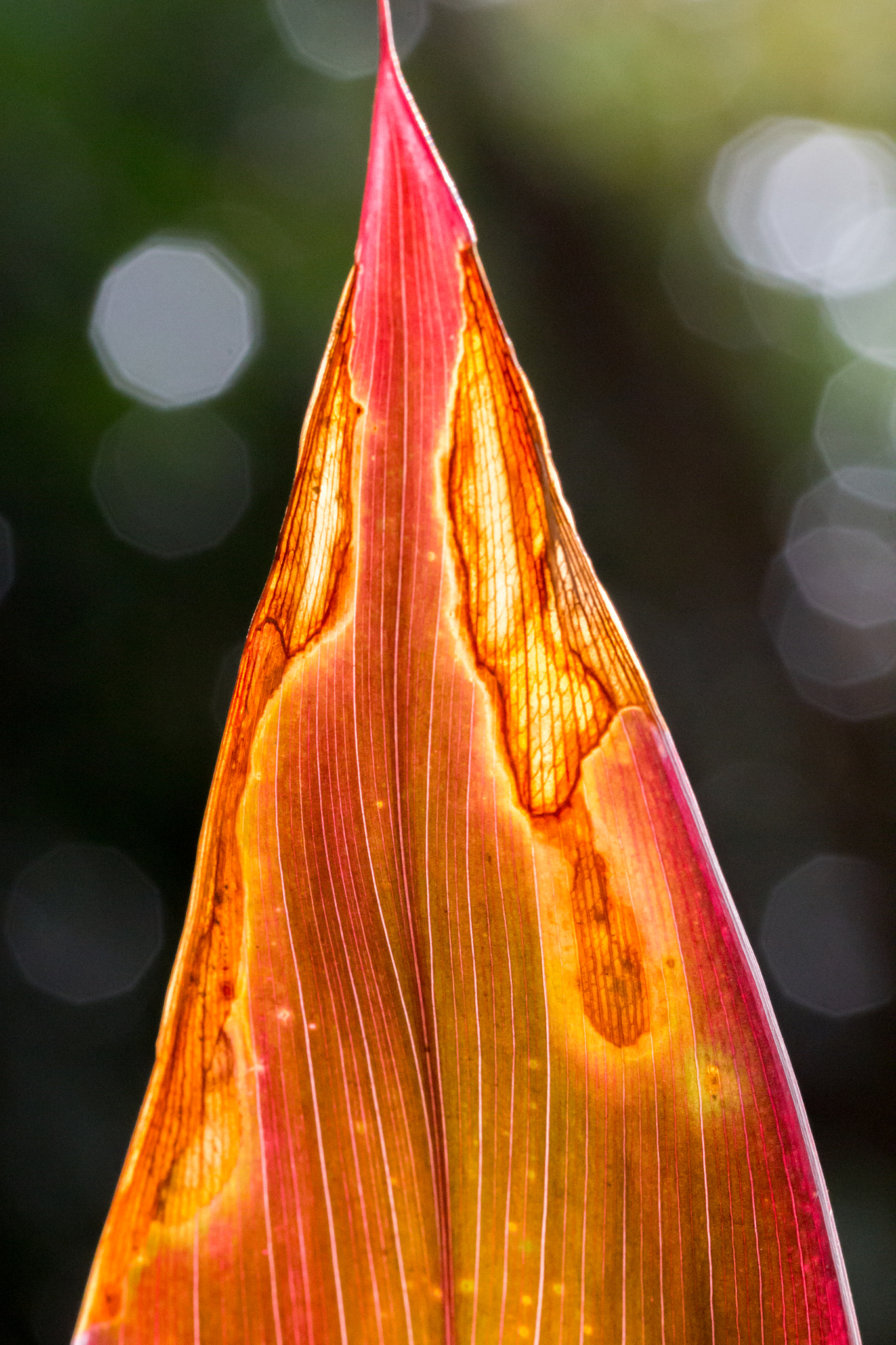 Sigma 105mm F2.8 EX DG OS HSM sample photo. Burning leaf photography