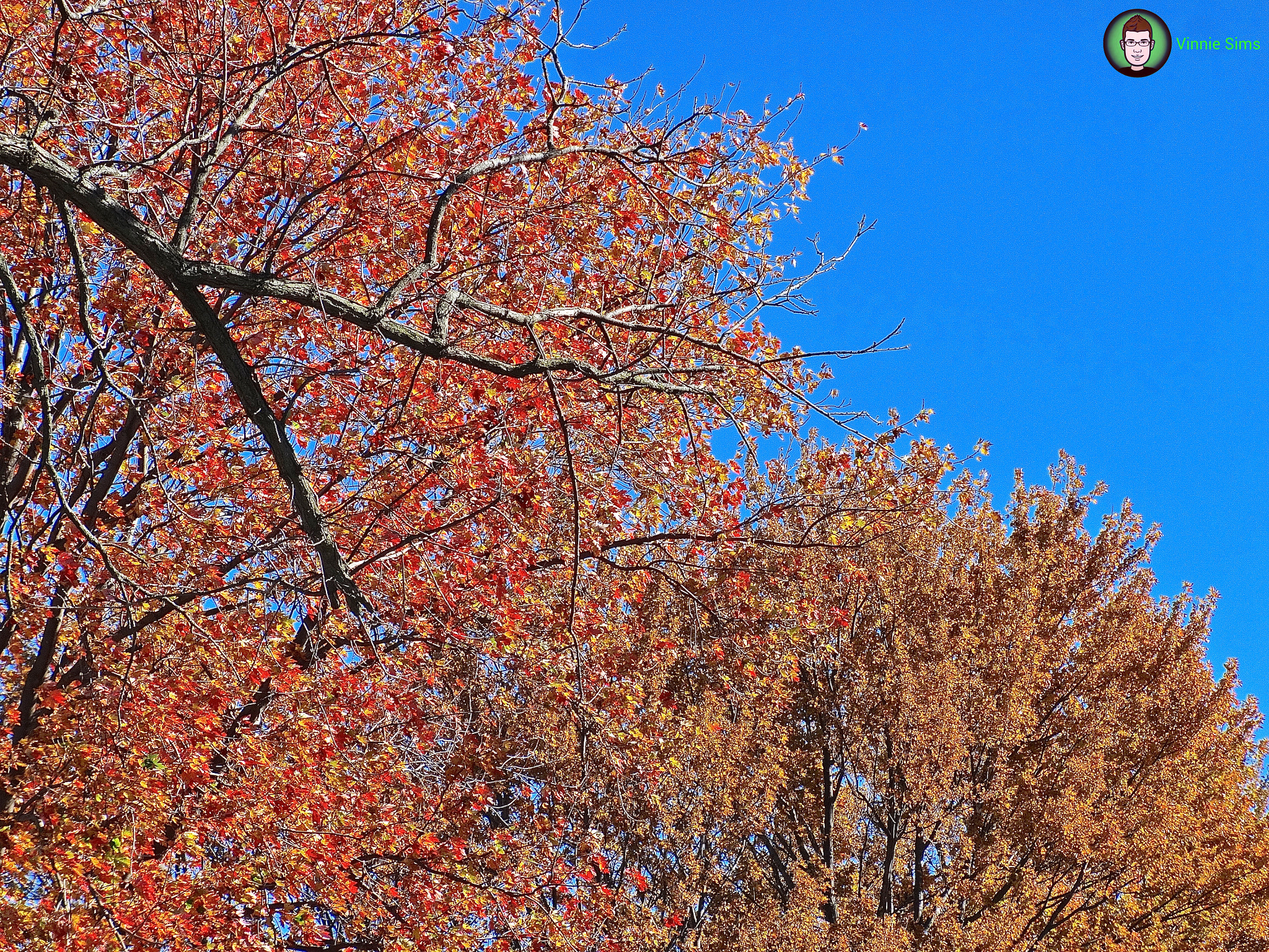 Sony Cyber-shot DSC-WX80 sample photo. Comparing fall... photography