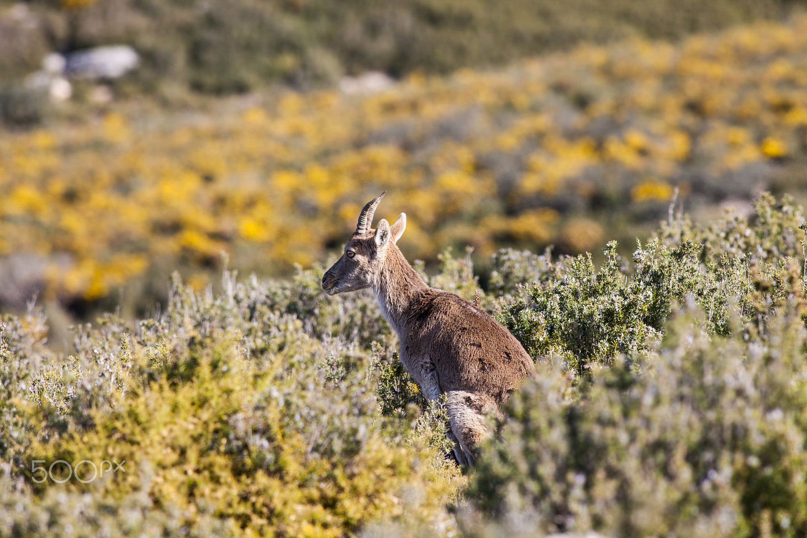 Canon EF 400mm F5.6L USM sample photo. Wild goat photography