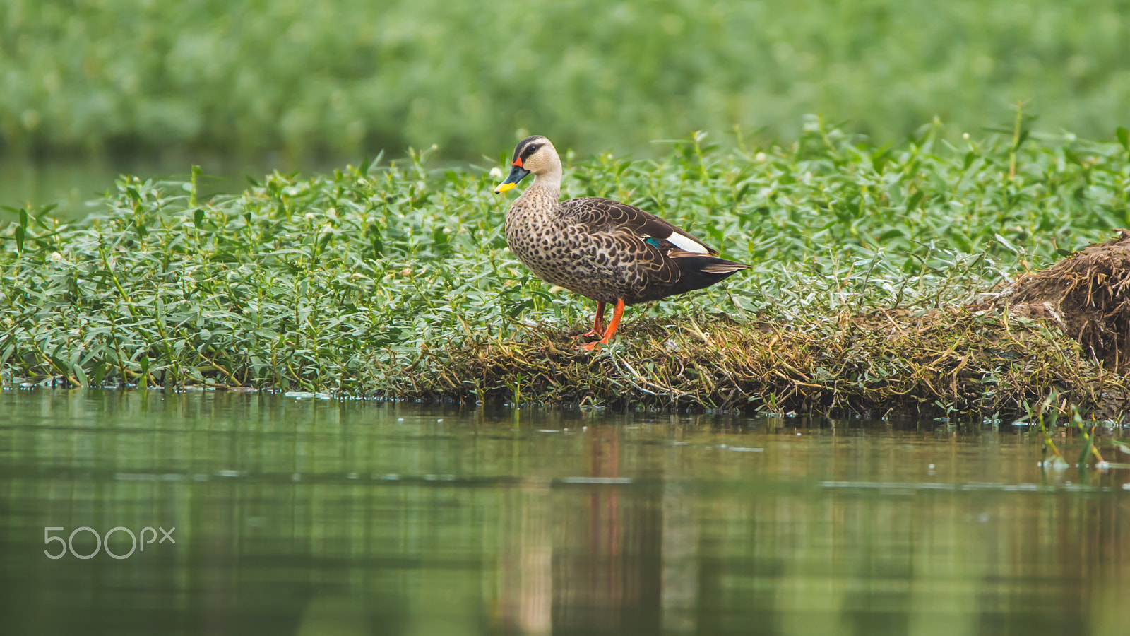 150-600mm F5-6.3 DG OS HSM | Contemporary 015 sample photo. Img photography