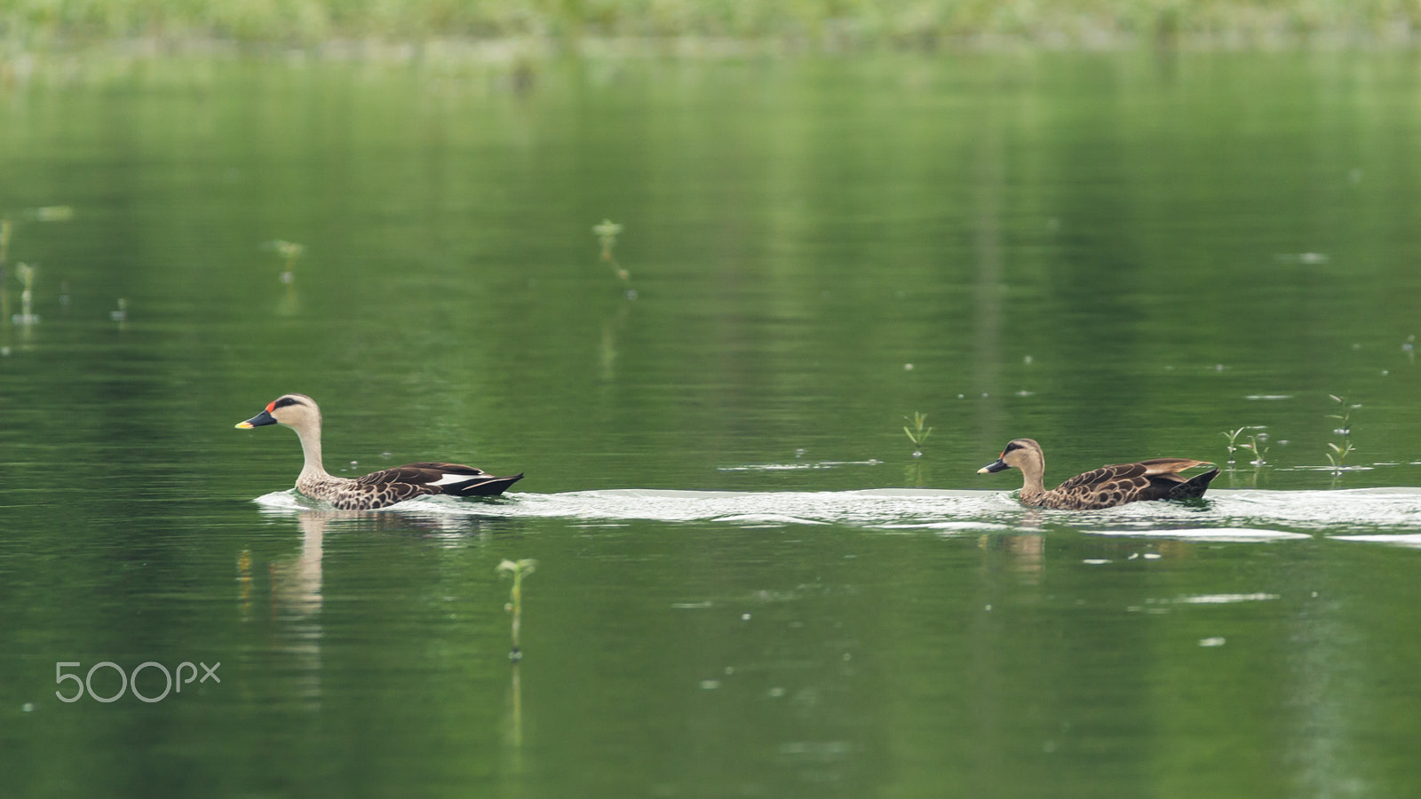 150-600mm F5-6.3 DG OS HSM | Contemporary 015 sample photo. Img photography