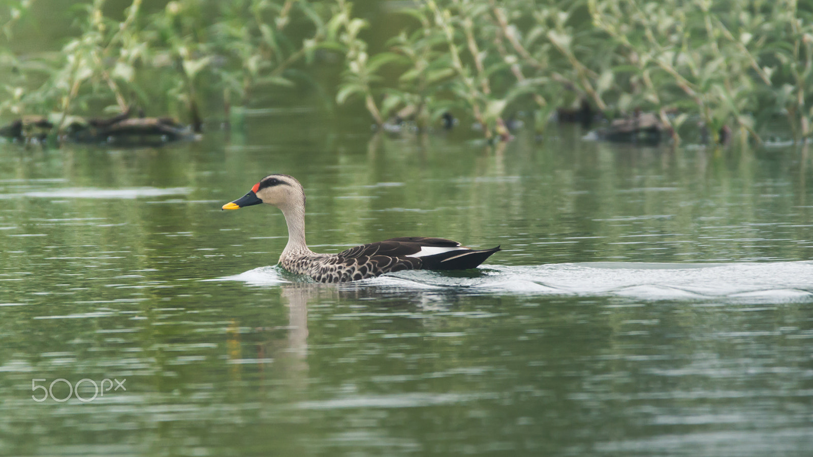 150-600mm F5-6.3 DG OS HSM | Contemporary 015 sample photo. Img photography