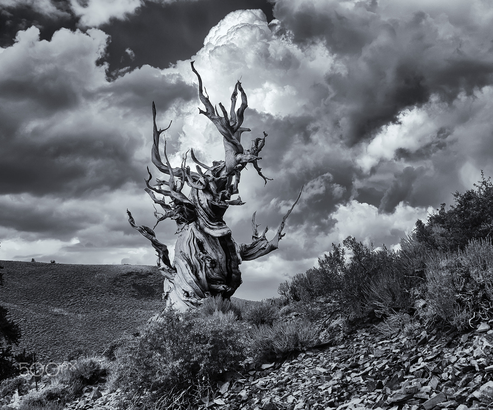 Sony Alpha NEX-6 + 28-70mm F3.5-5.6 OSS sample photo. Bristlecone pine photography