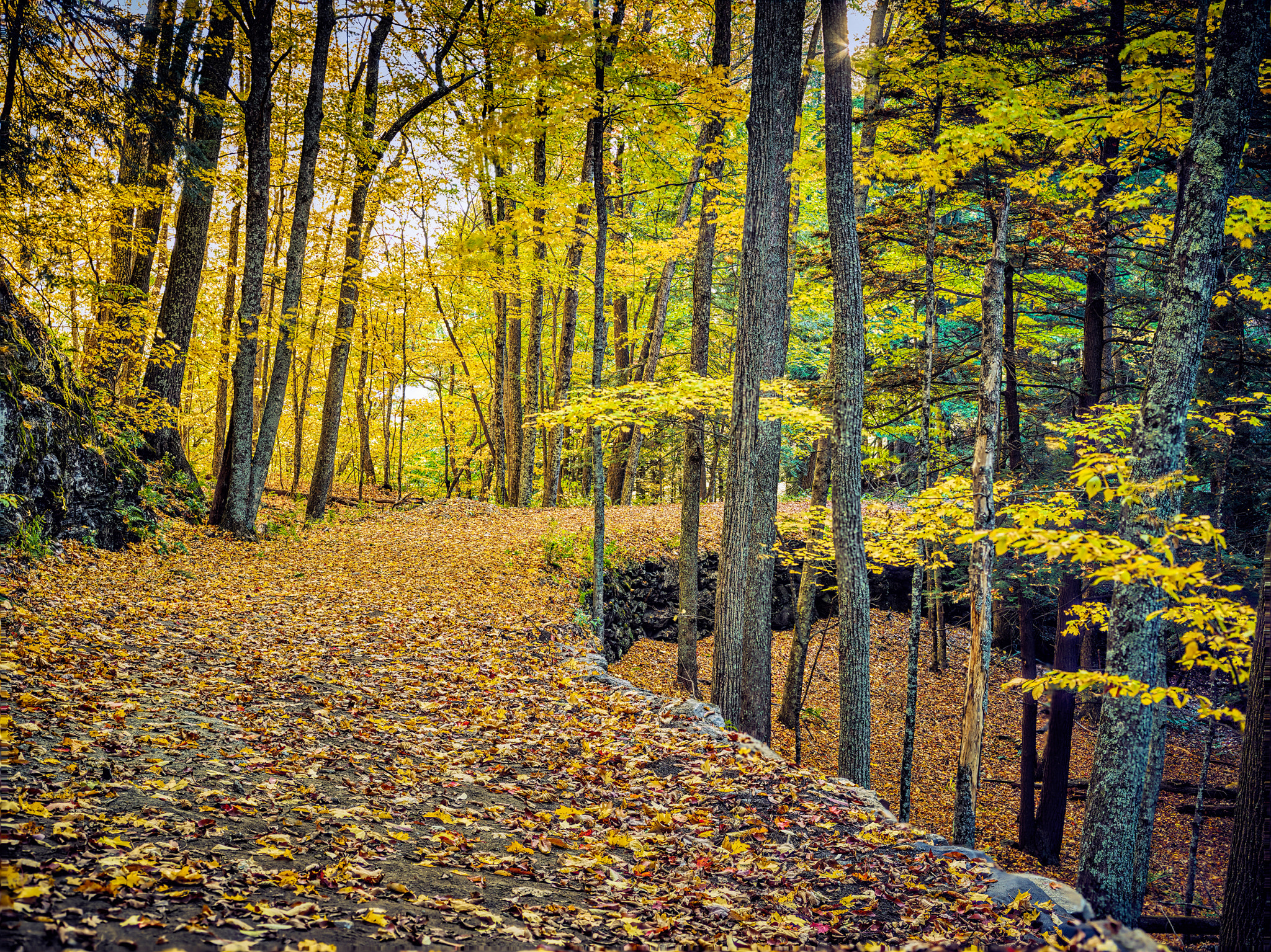 Phase One IQ260 sample photo. Woodstock path in autumn photography