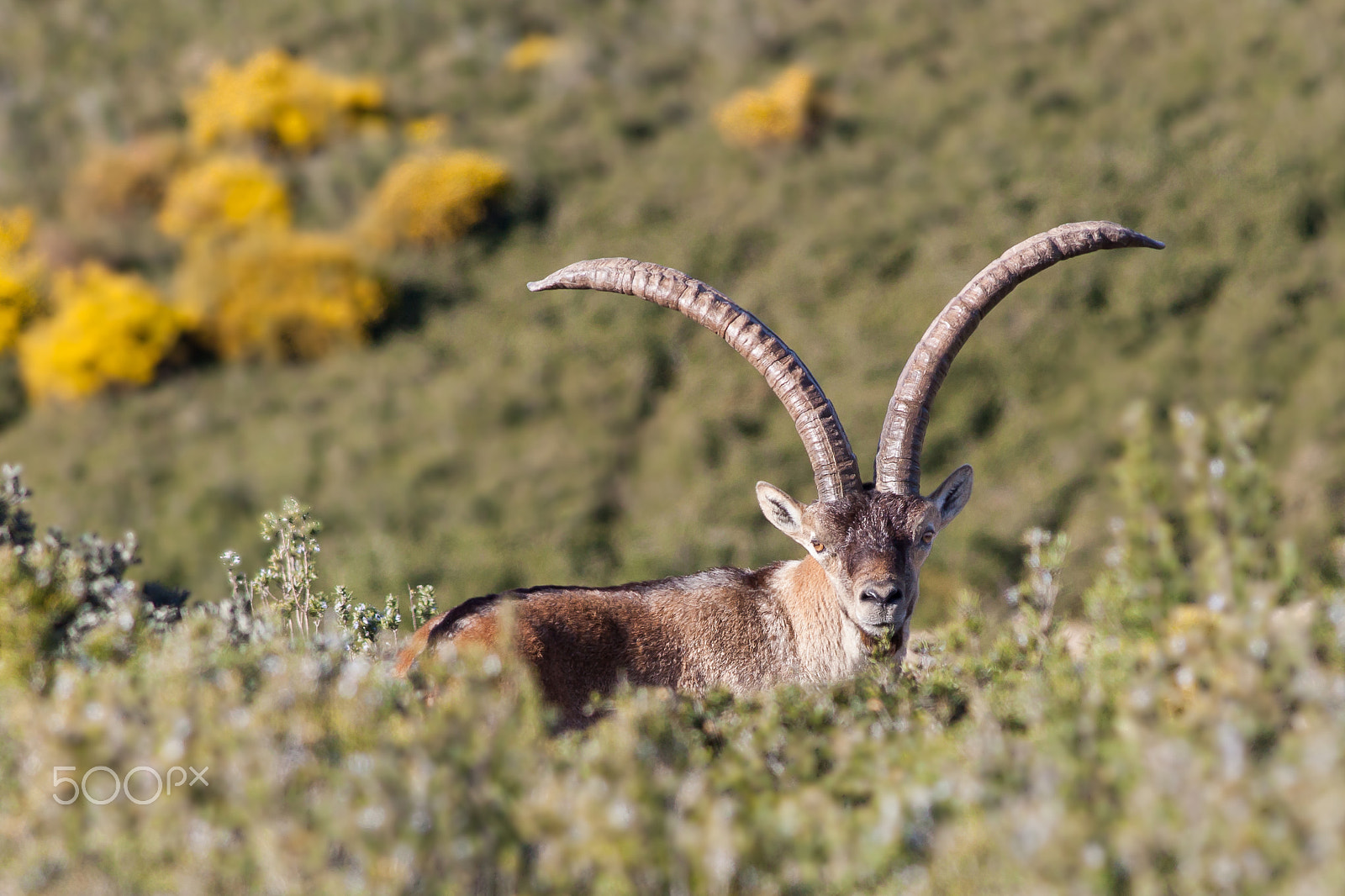 Canon EF 400mm F5.6L USM sample photo. Wild goat photography